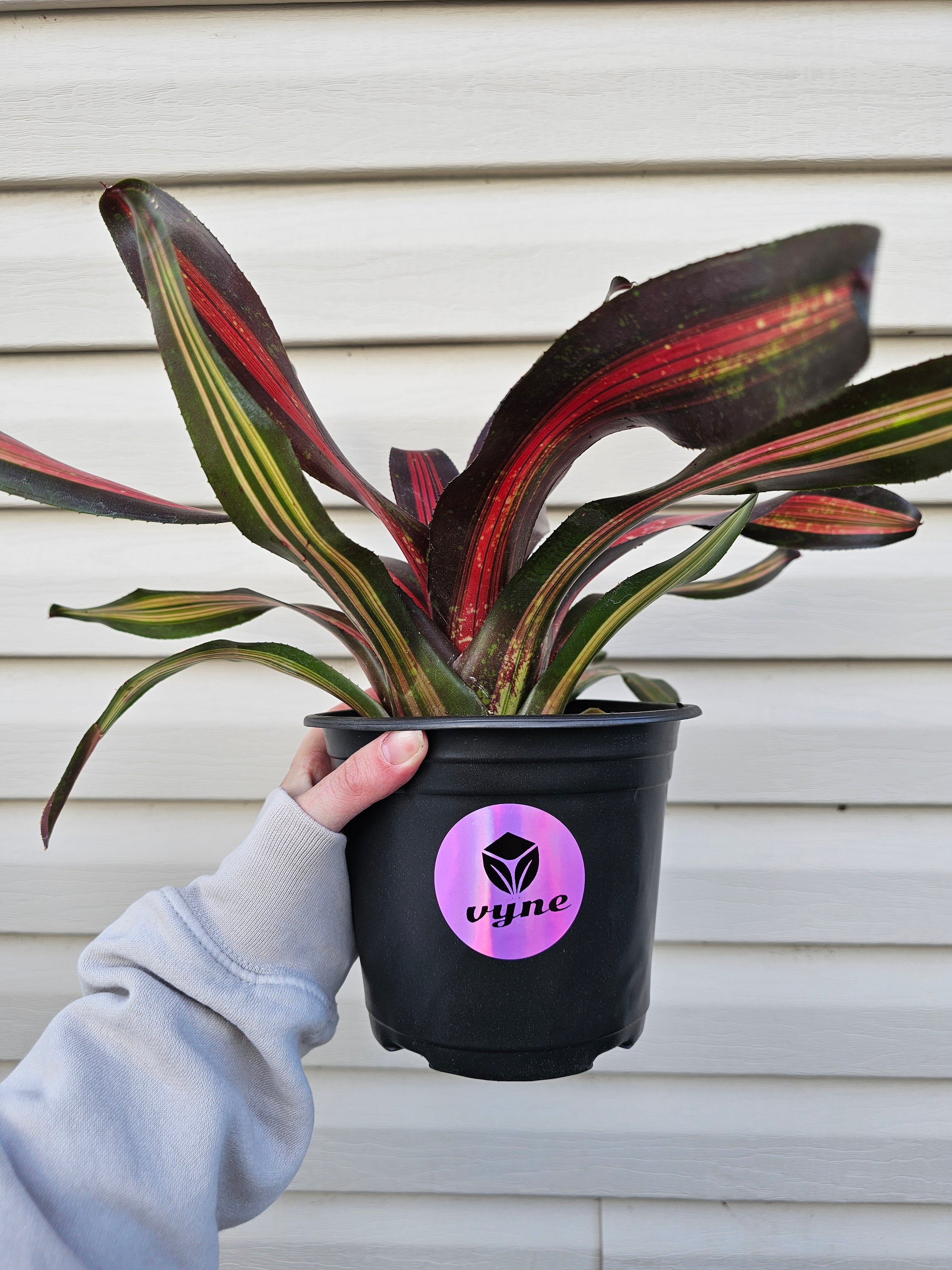 Bromeliad Pimiento image 4