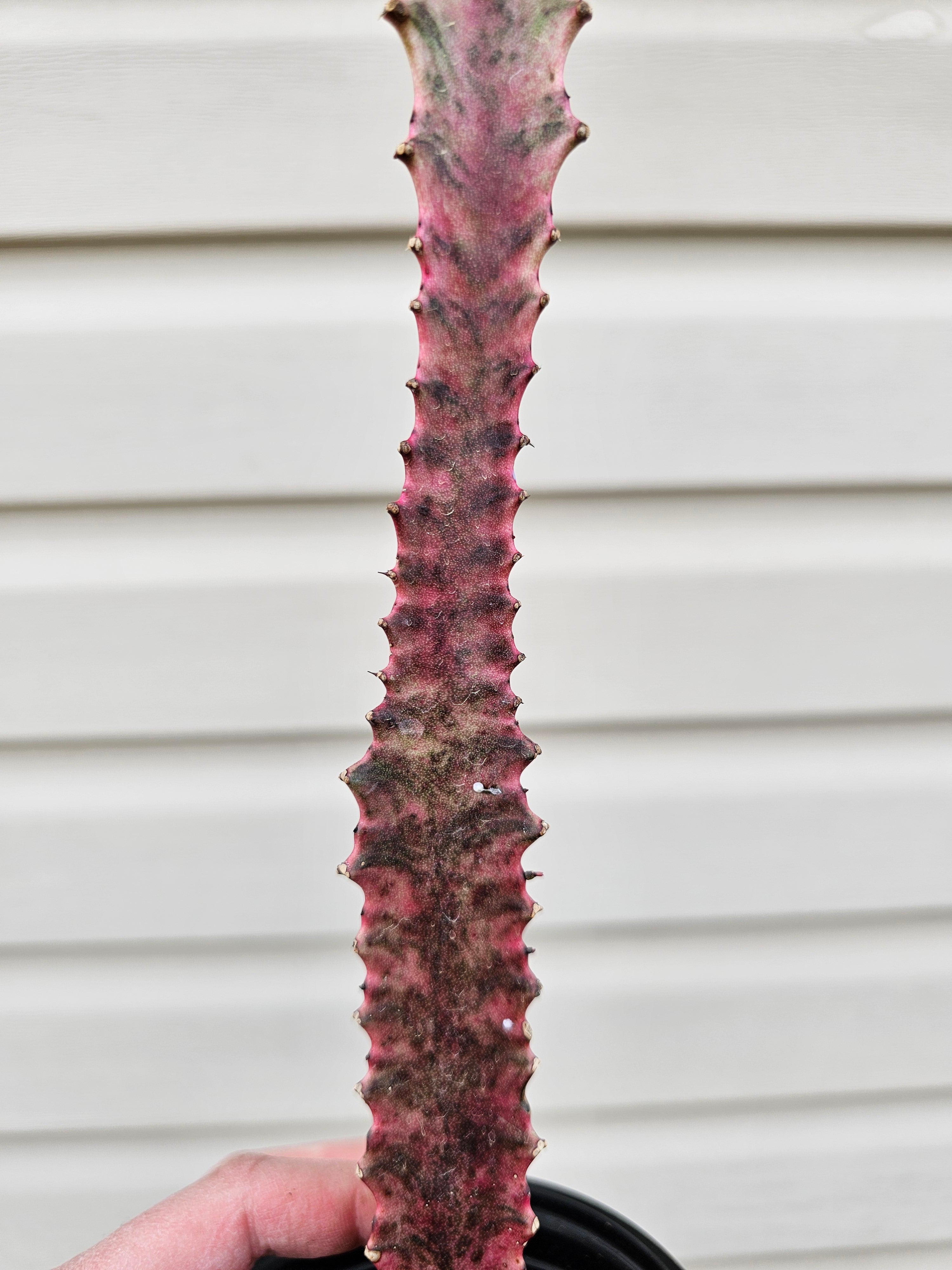 Euphorbia Trigona Royal Red image 3