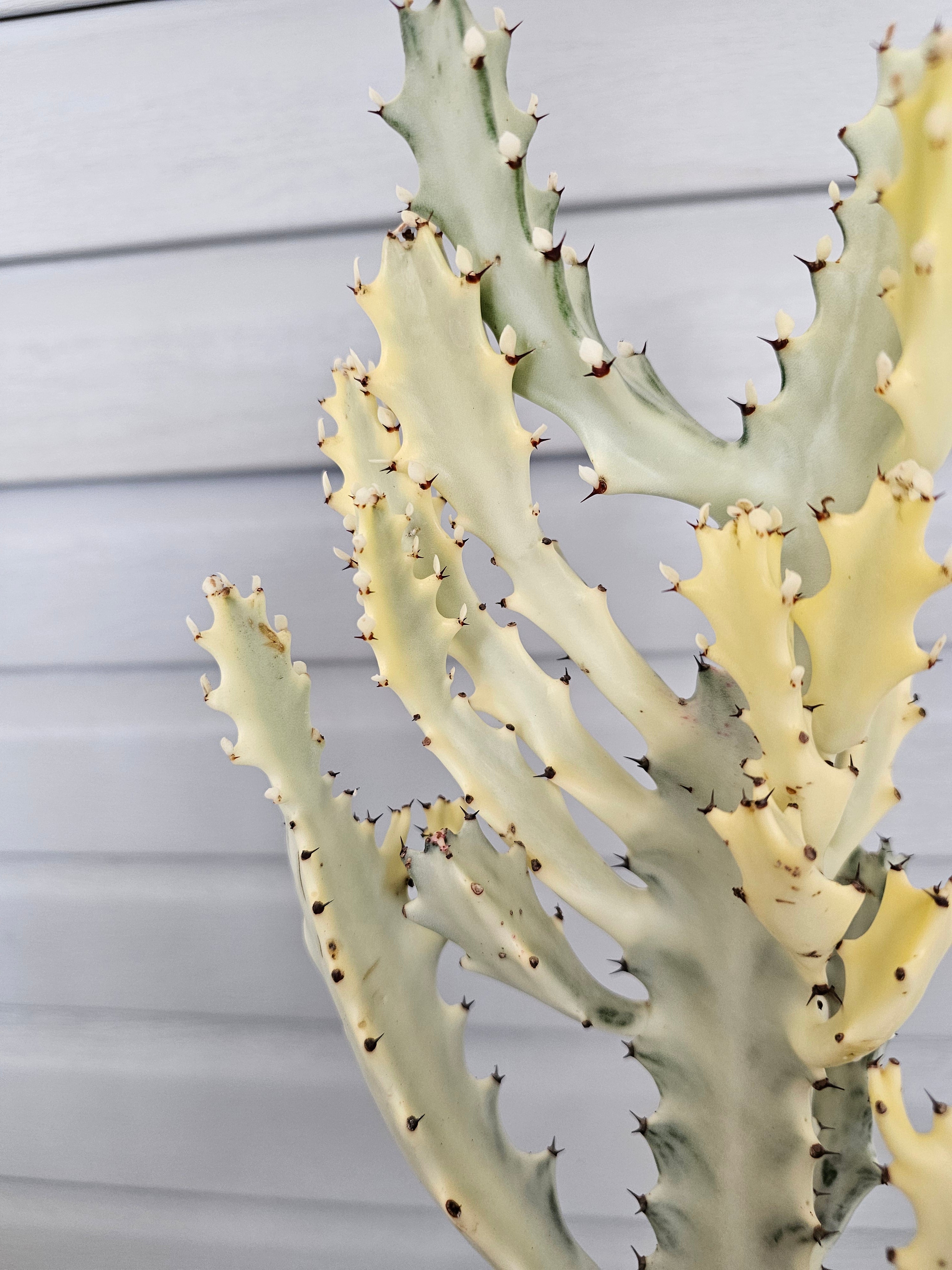 Euphorbia Ghost  image 1