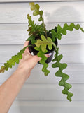Ric Rac Cactus  image 0