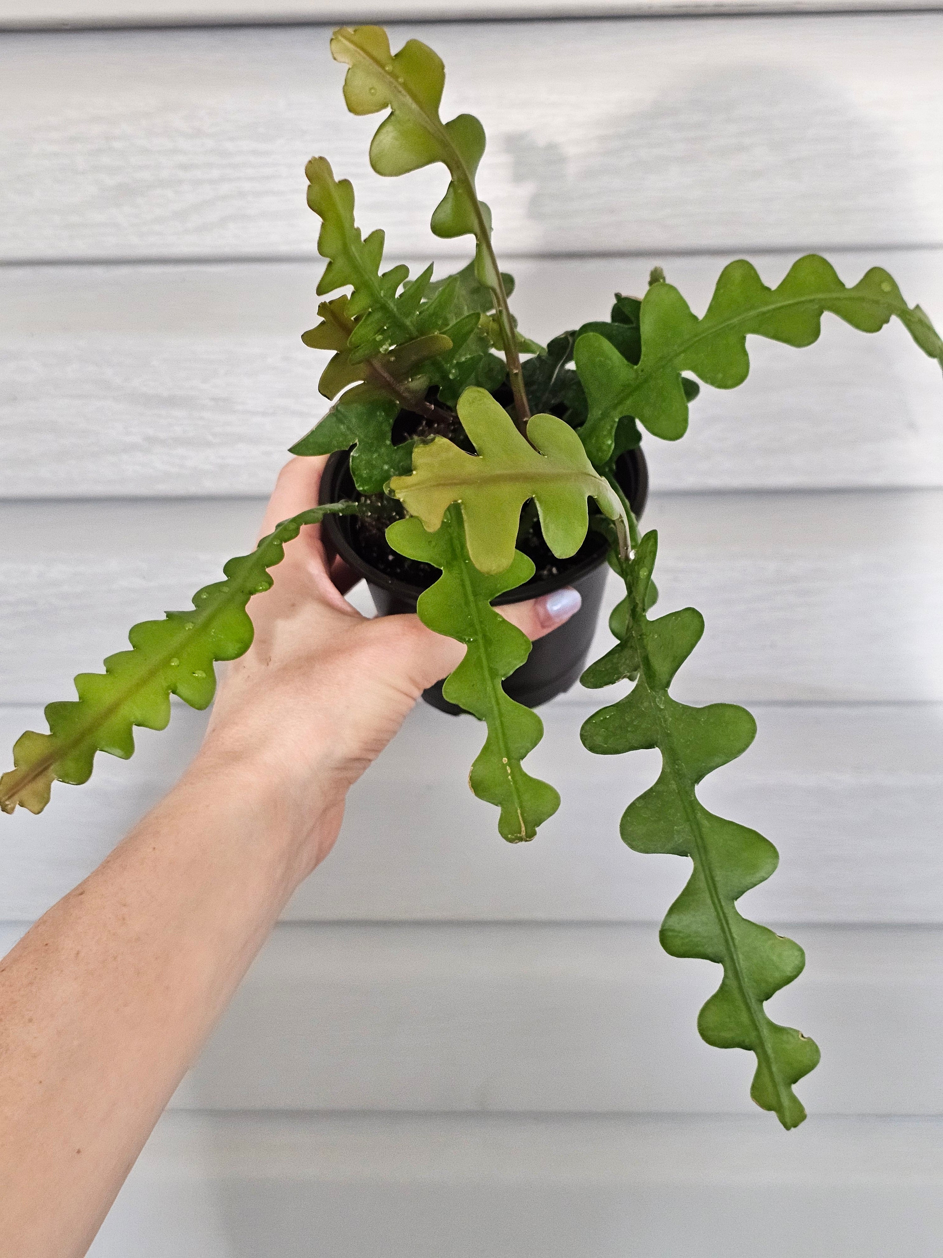 Ric Rac Cactus  image 0