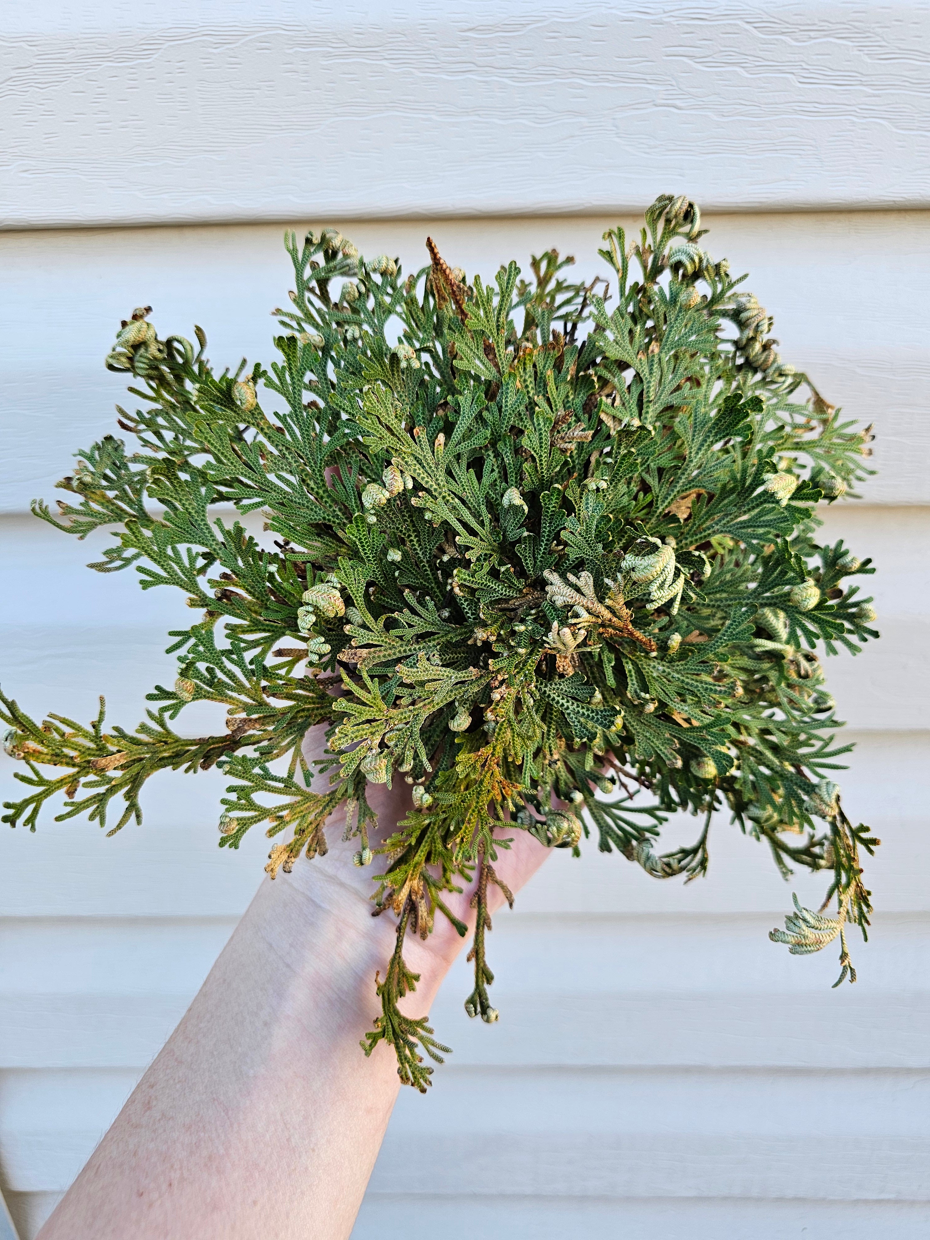 Rose of Jericho - Resurrection Plant image 2