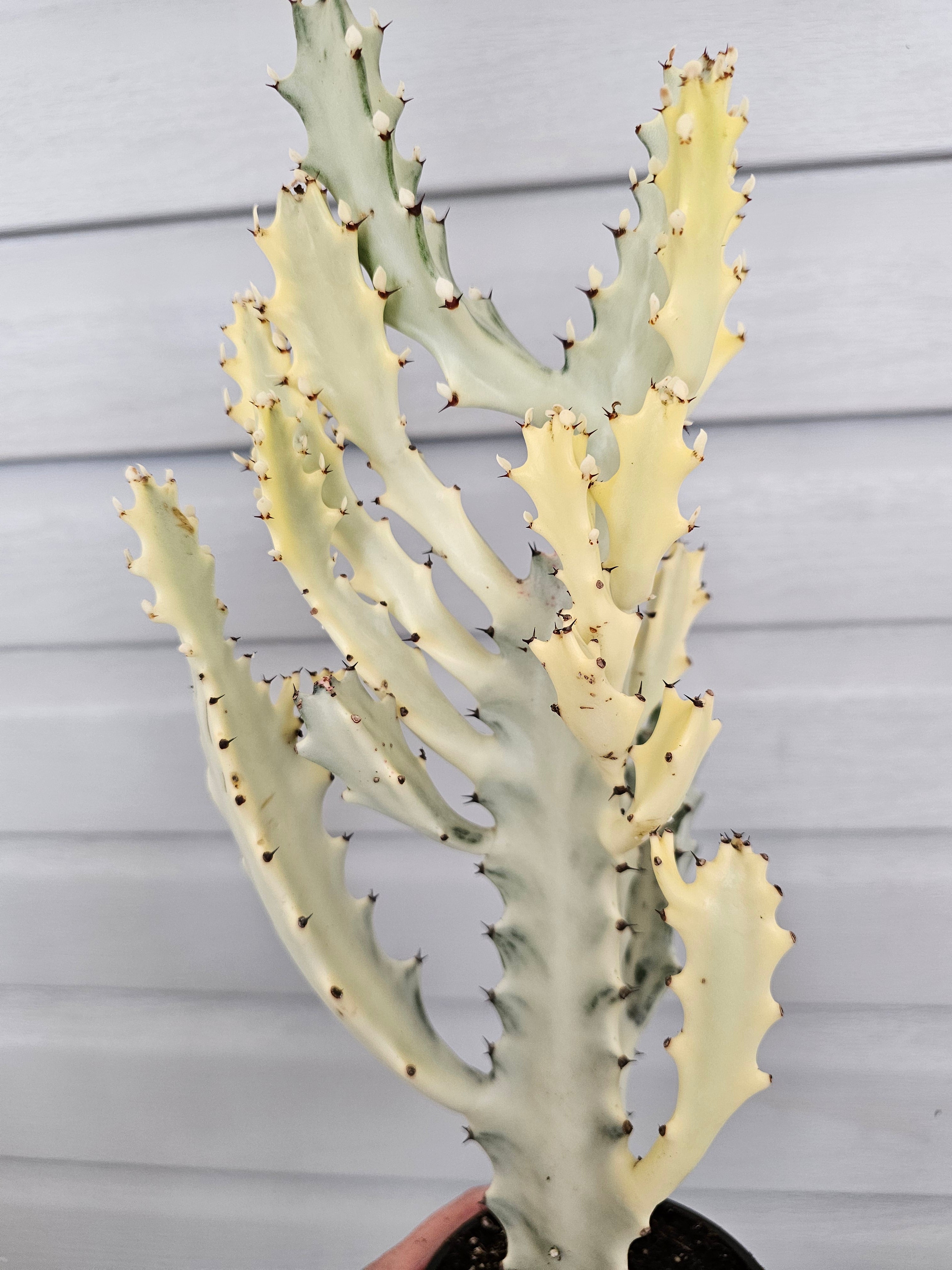 Euphorbia Ghost  image 0
