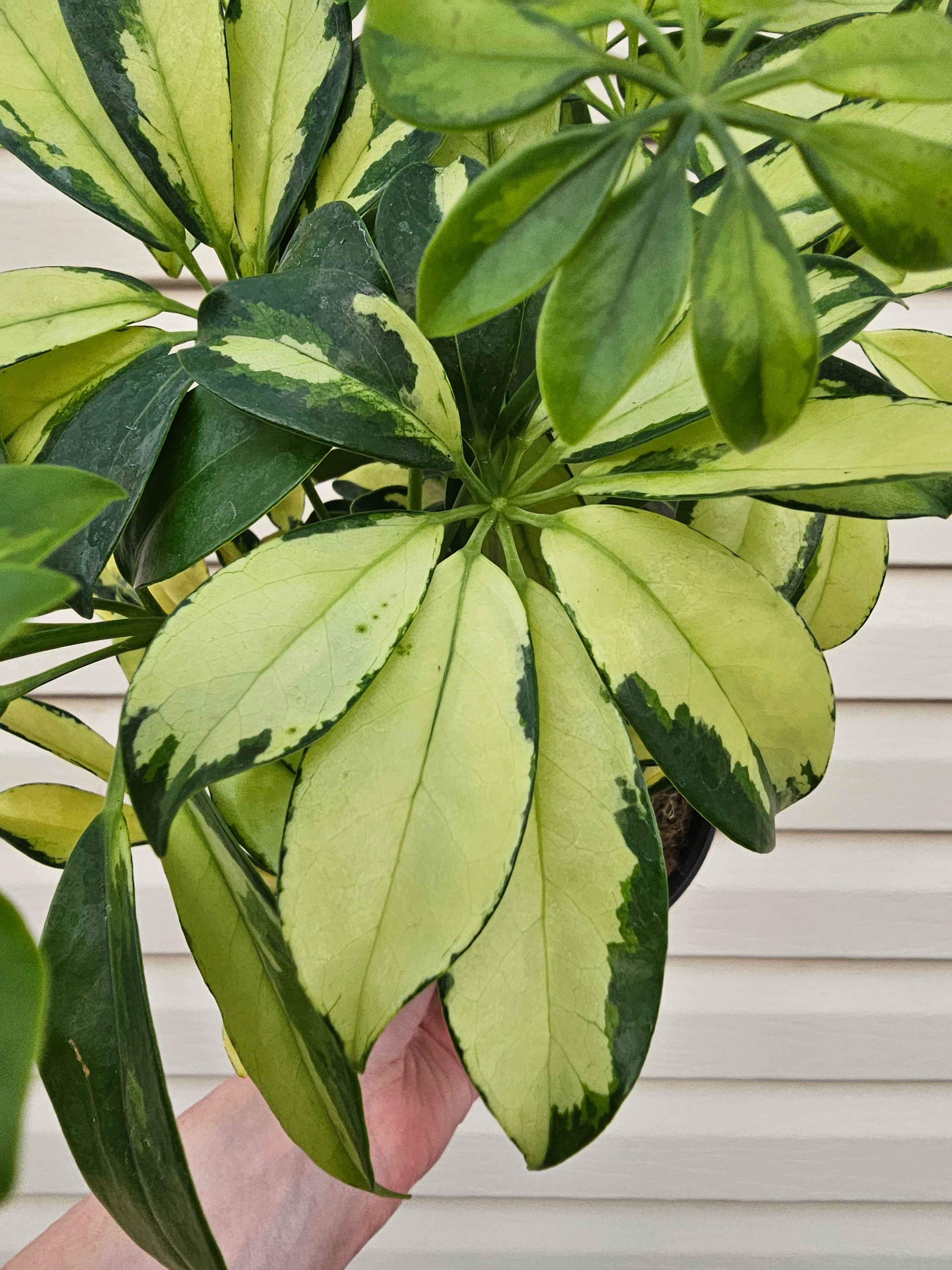 Umbrella Tree Trinette image 2