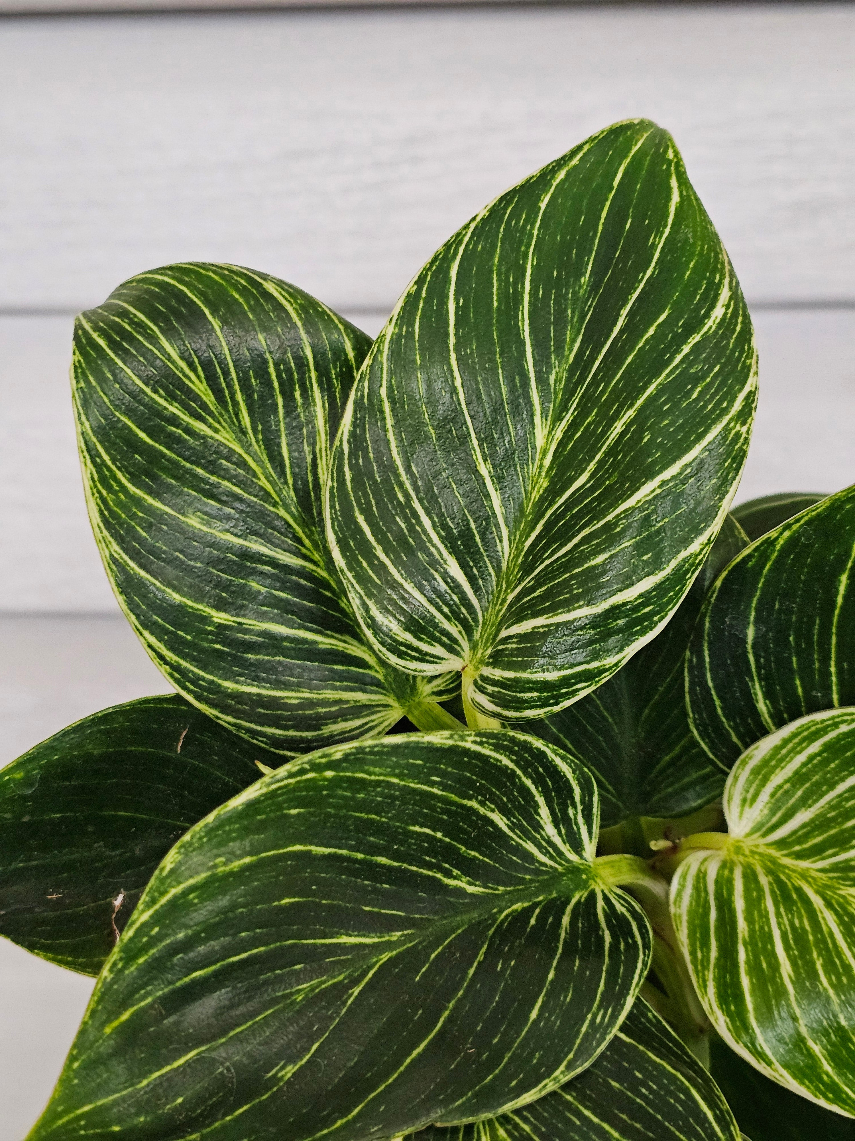 Philodendron Birkin  image 1