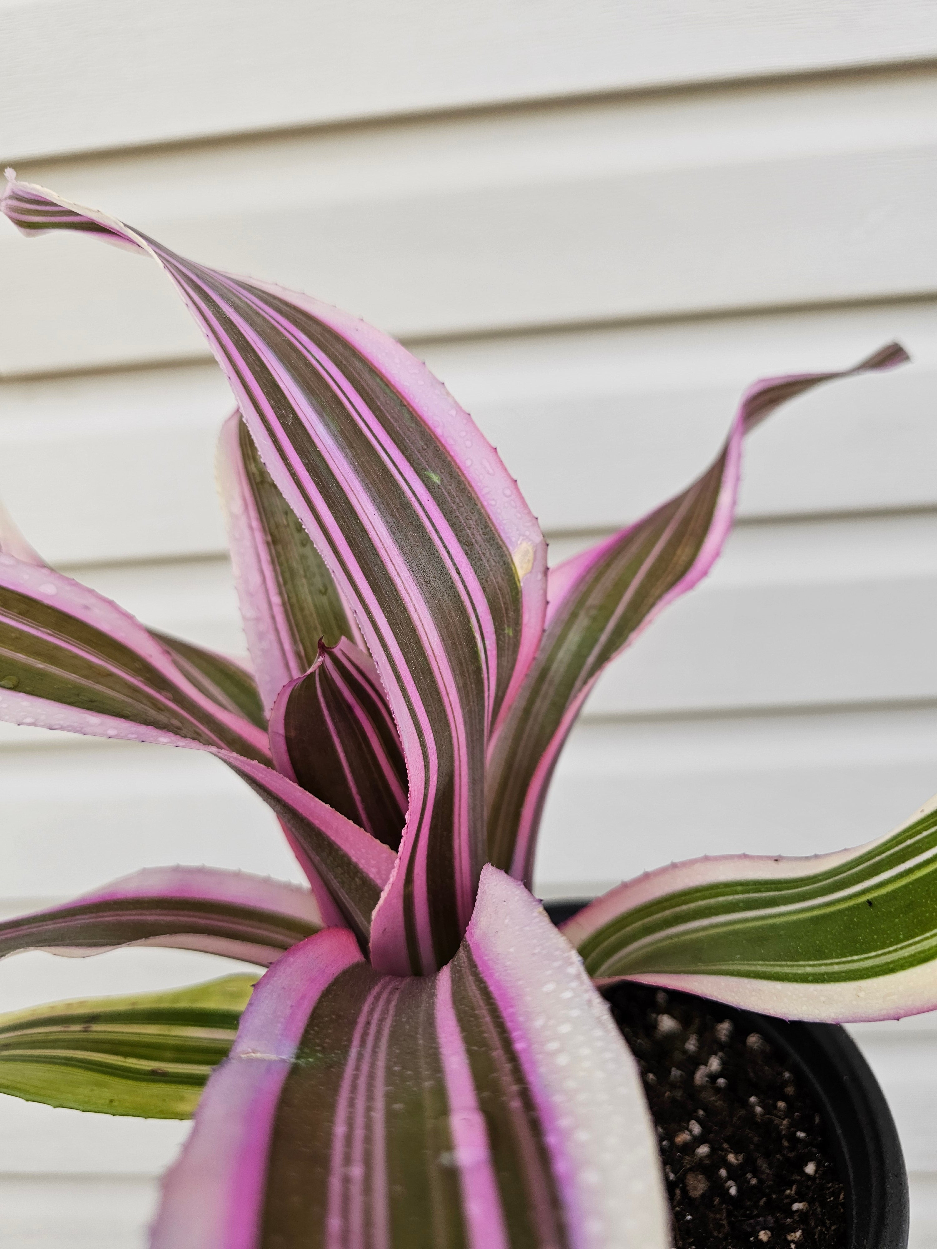 Pink Magic Bromeliad image 1