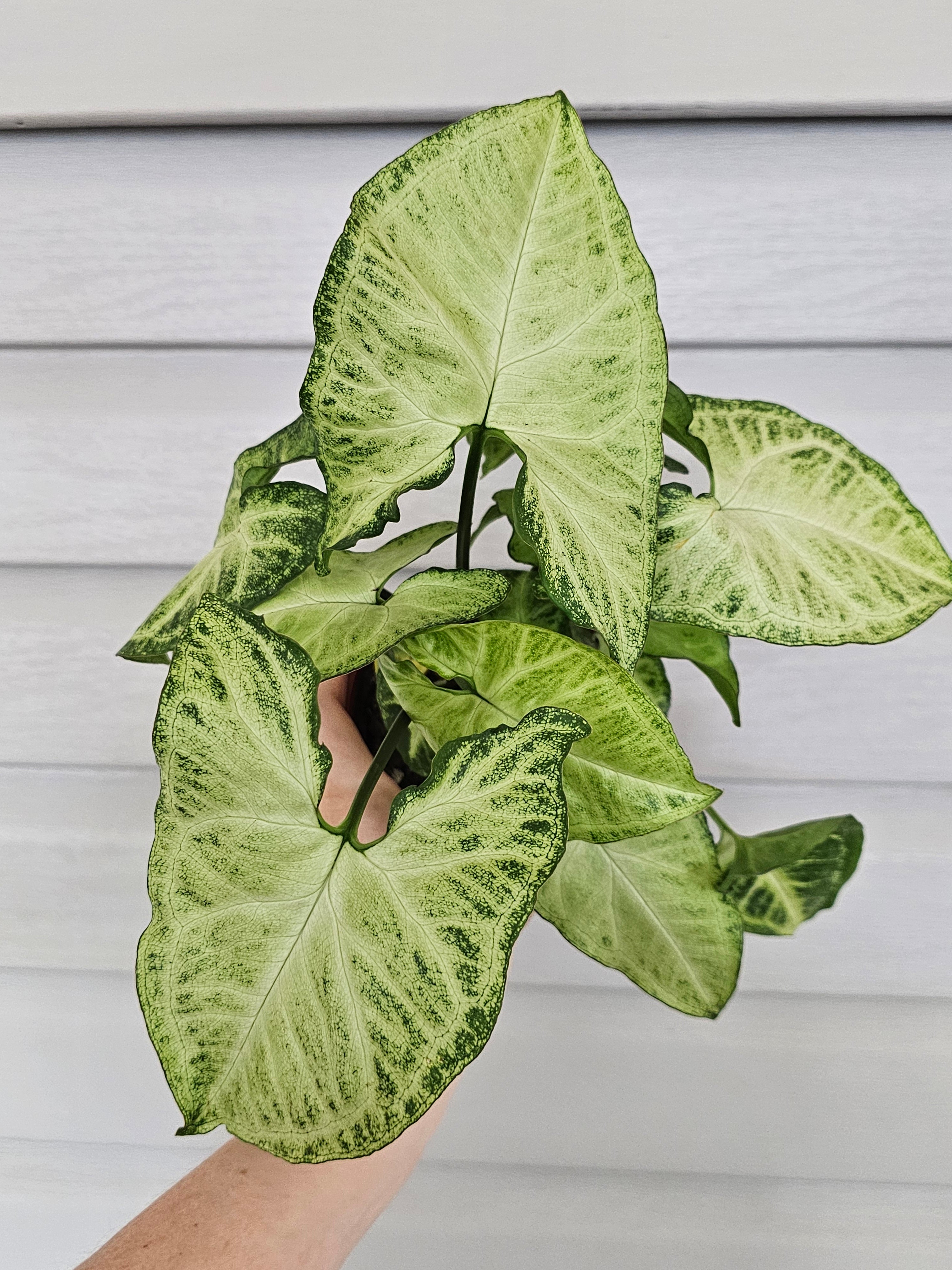 White Butterfly Syngonium  image 4