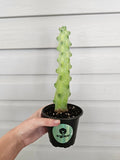 XL Boobie Cactus  image 0