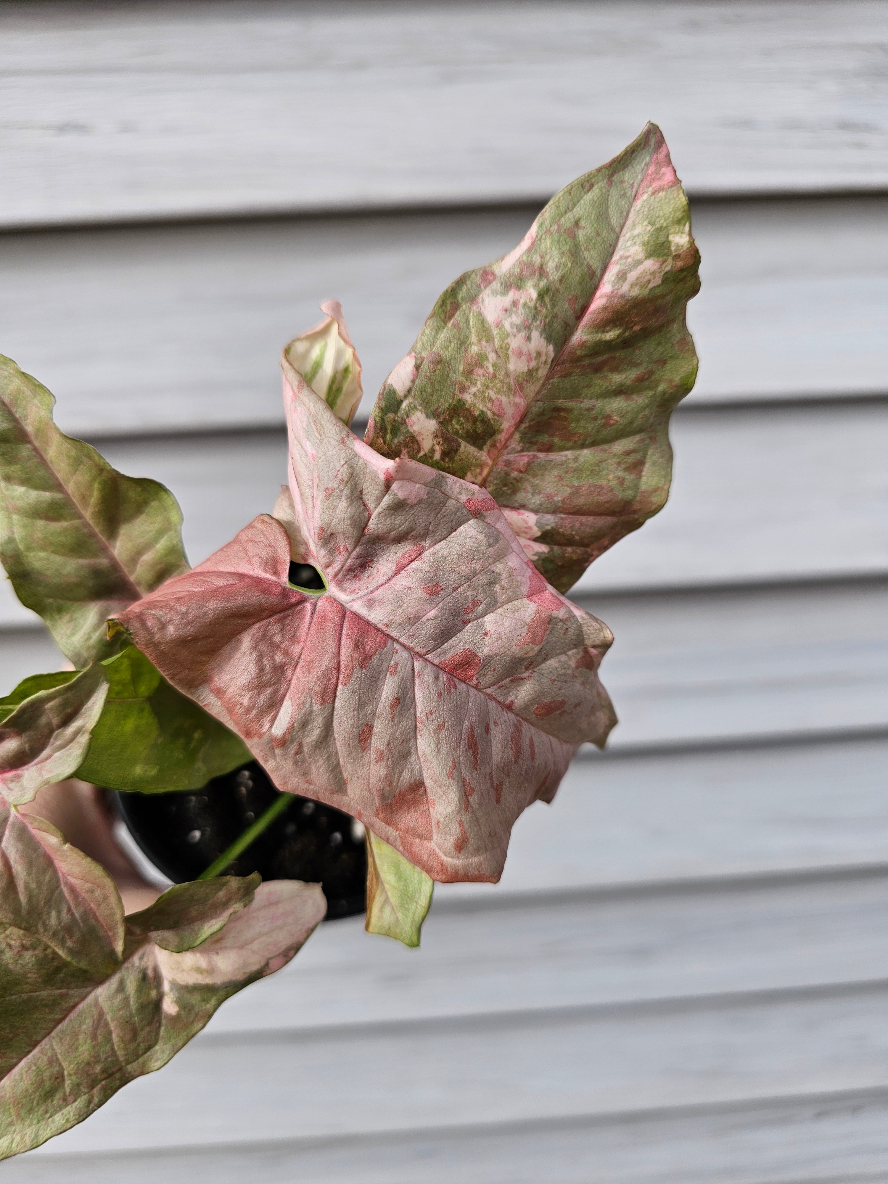 Syngonium Double Pink  image 1
