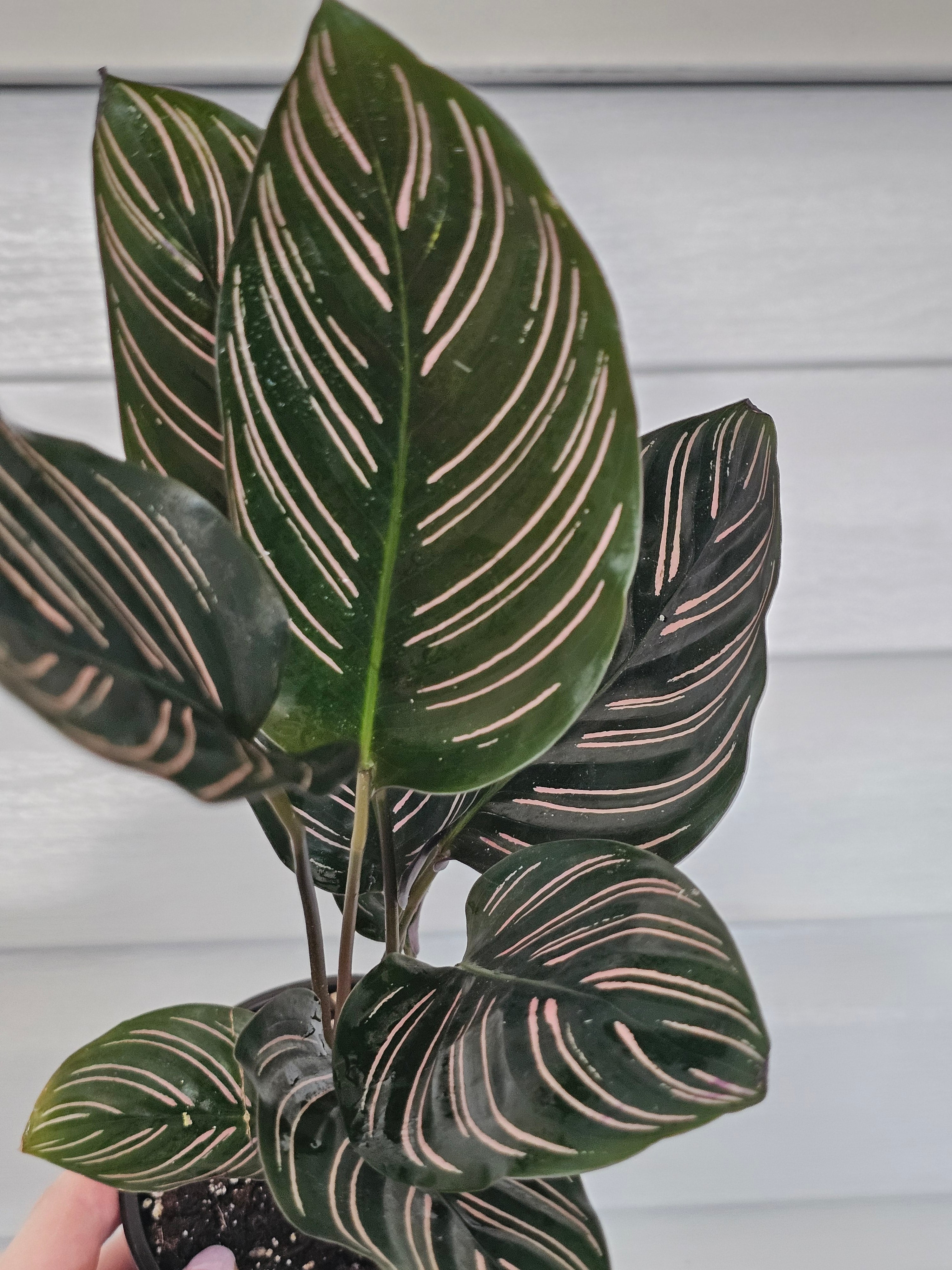 Calathea Ornata  image 1