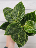 Philodendron Birkin  image 0