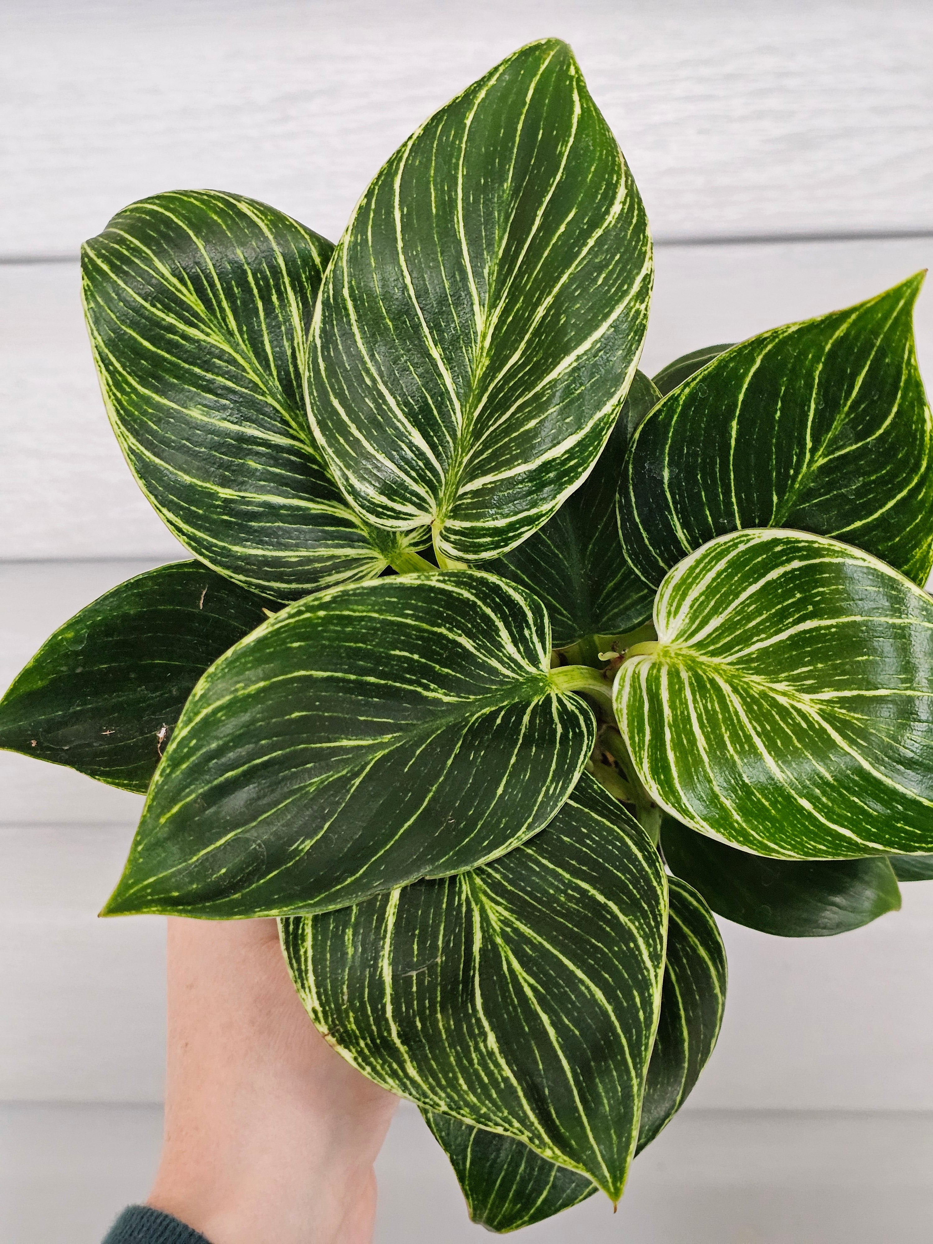Philodendron Birkin  image 0