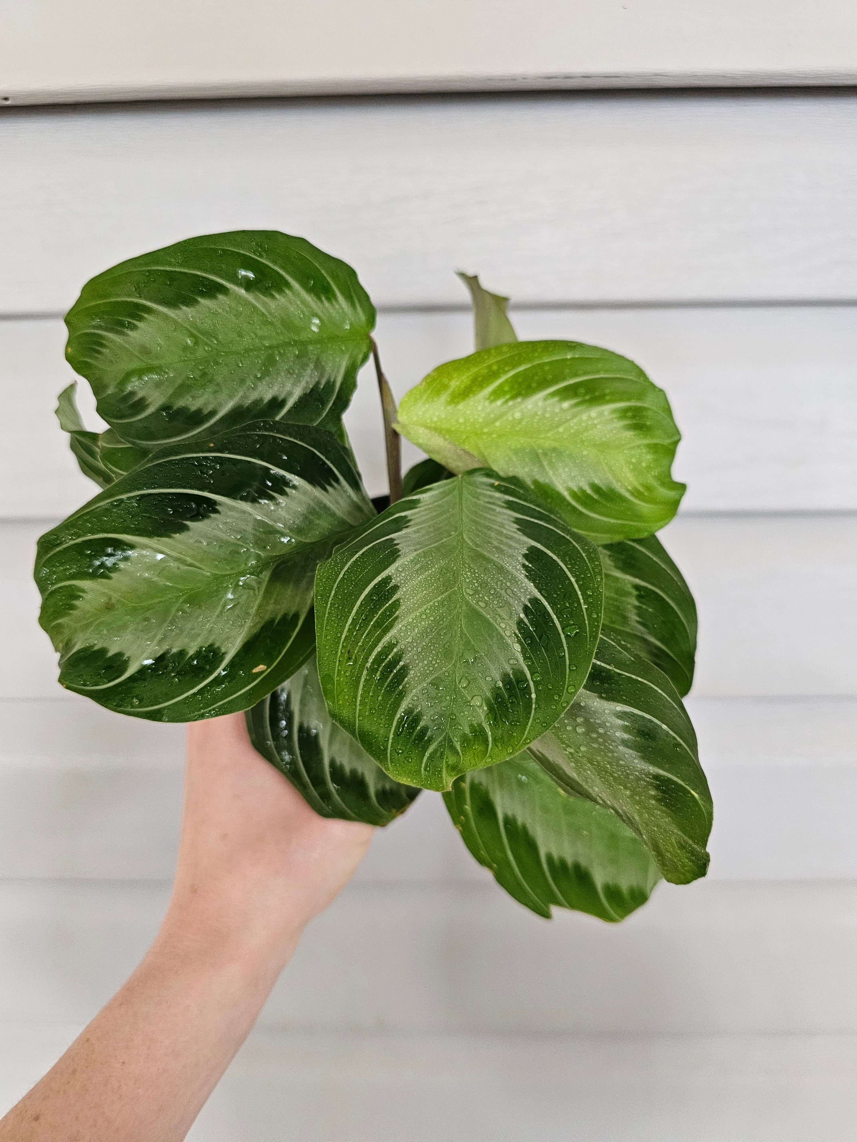 Silver Band Maranta  image 0