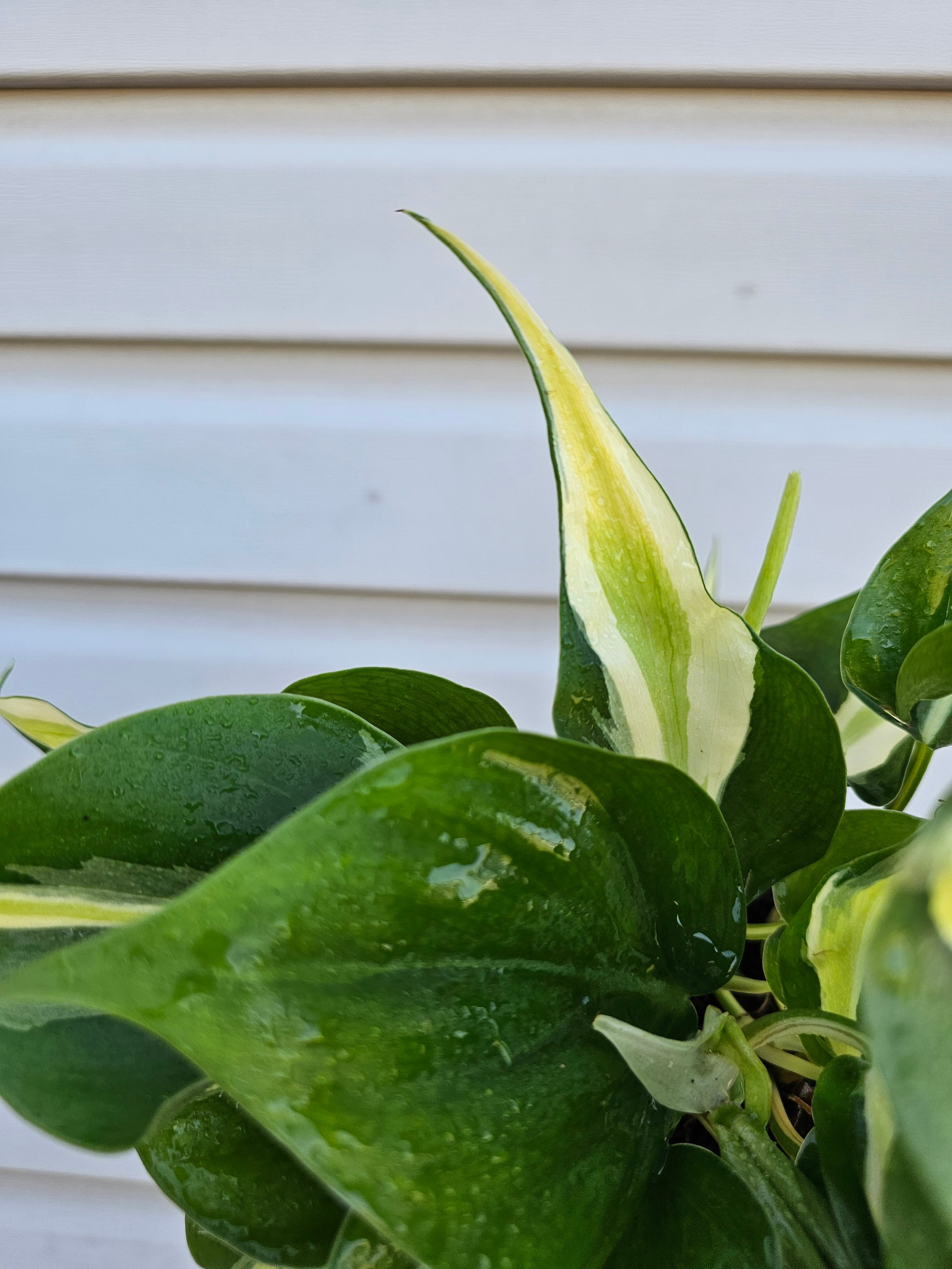 Philodendron Cream Splash  image 5