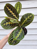 Red Maranta ️ image 0