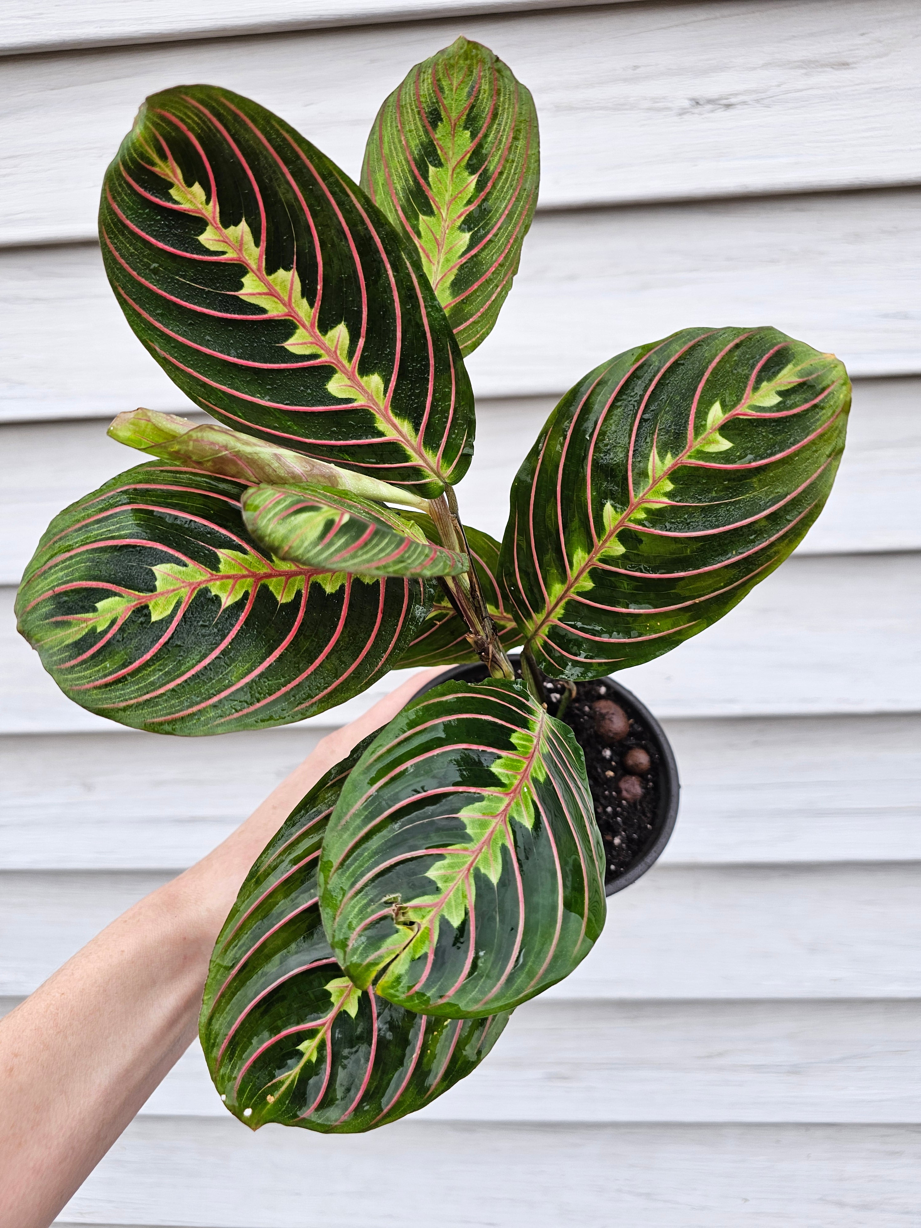 Red Maranta ️ image 0