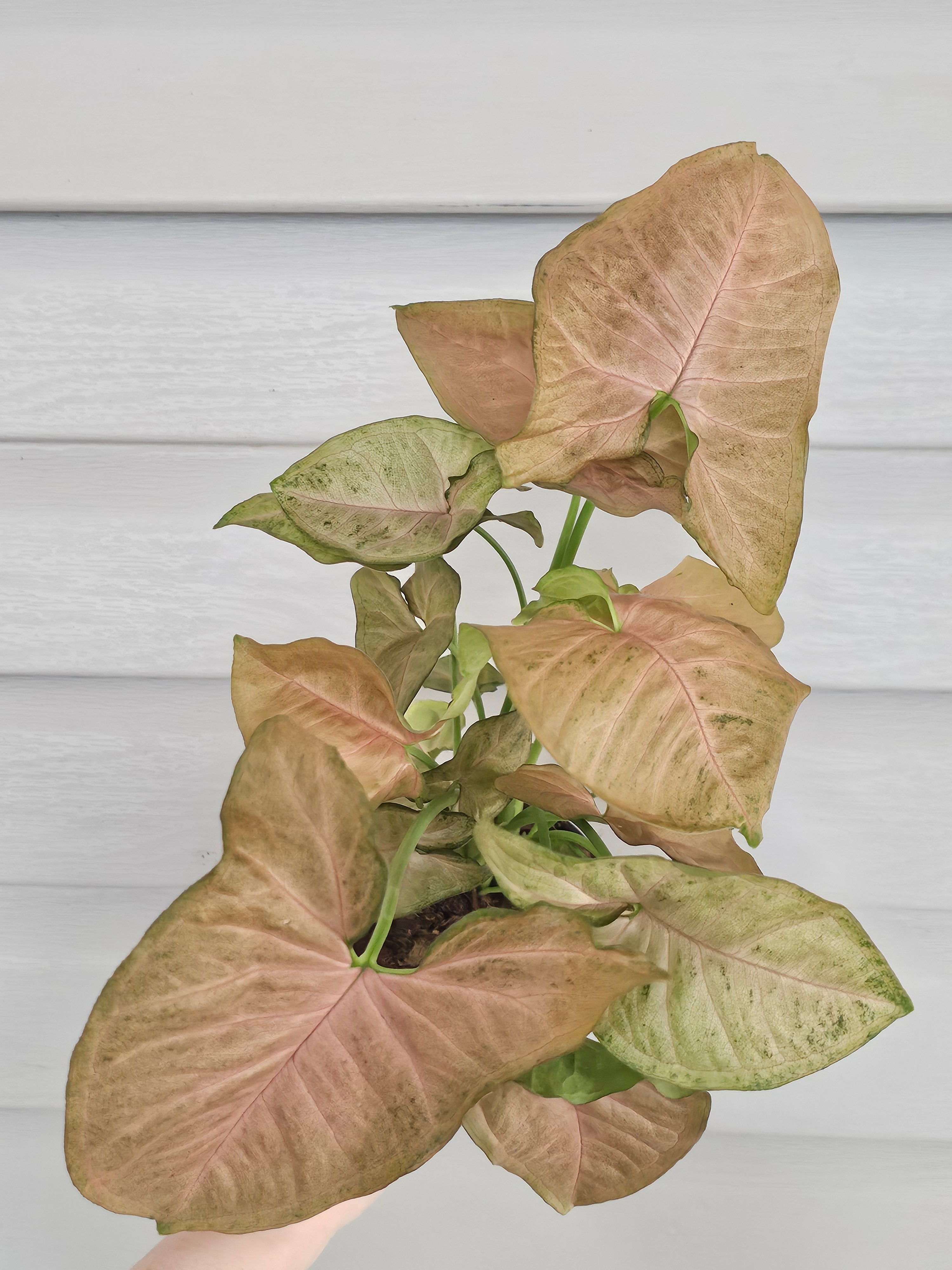  Strawberry Syngonium  image 0