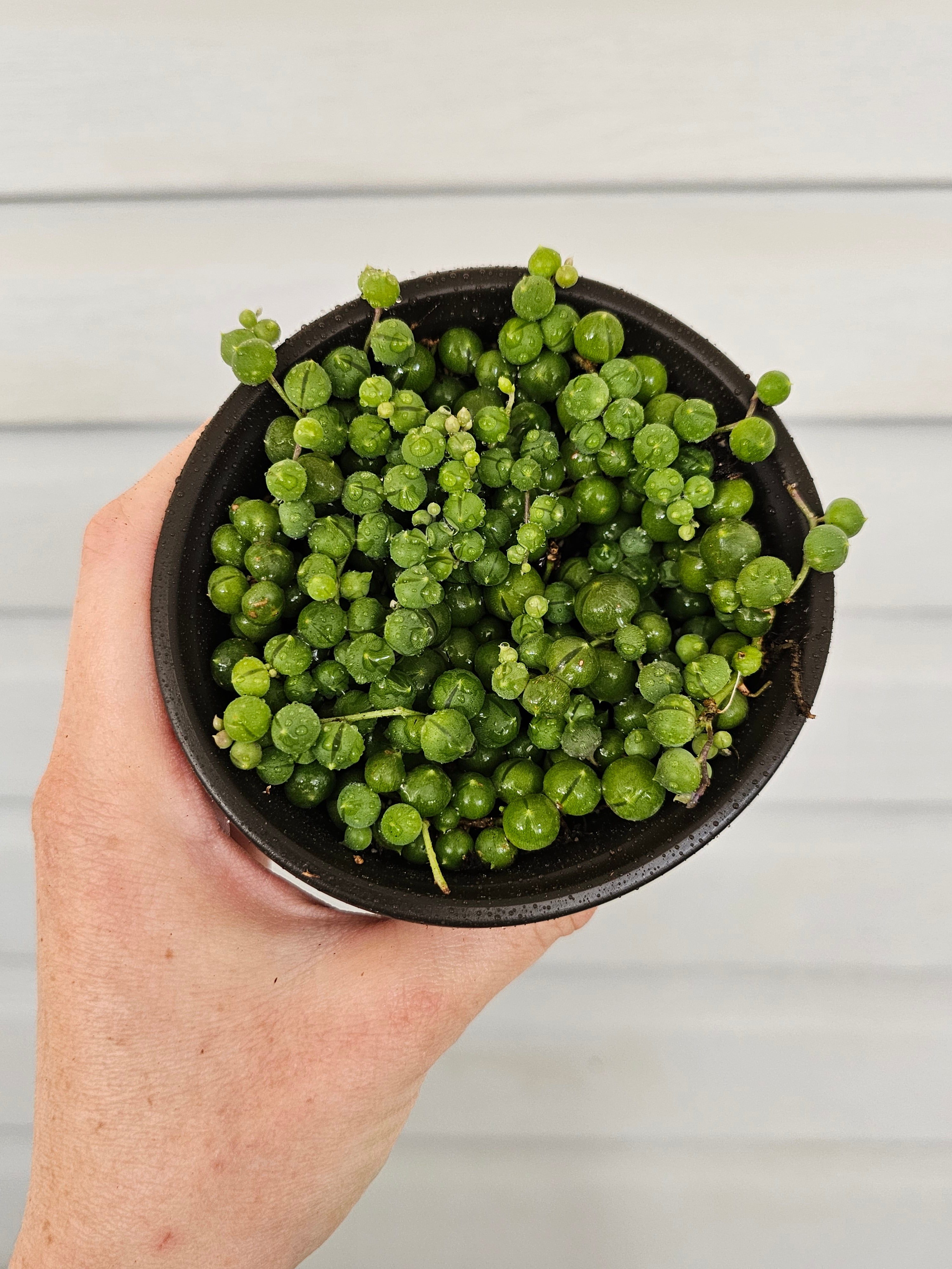 String of Pearls  image 2