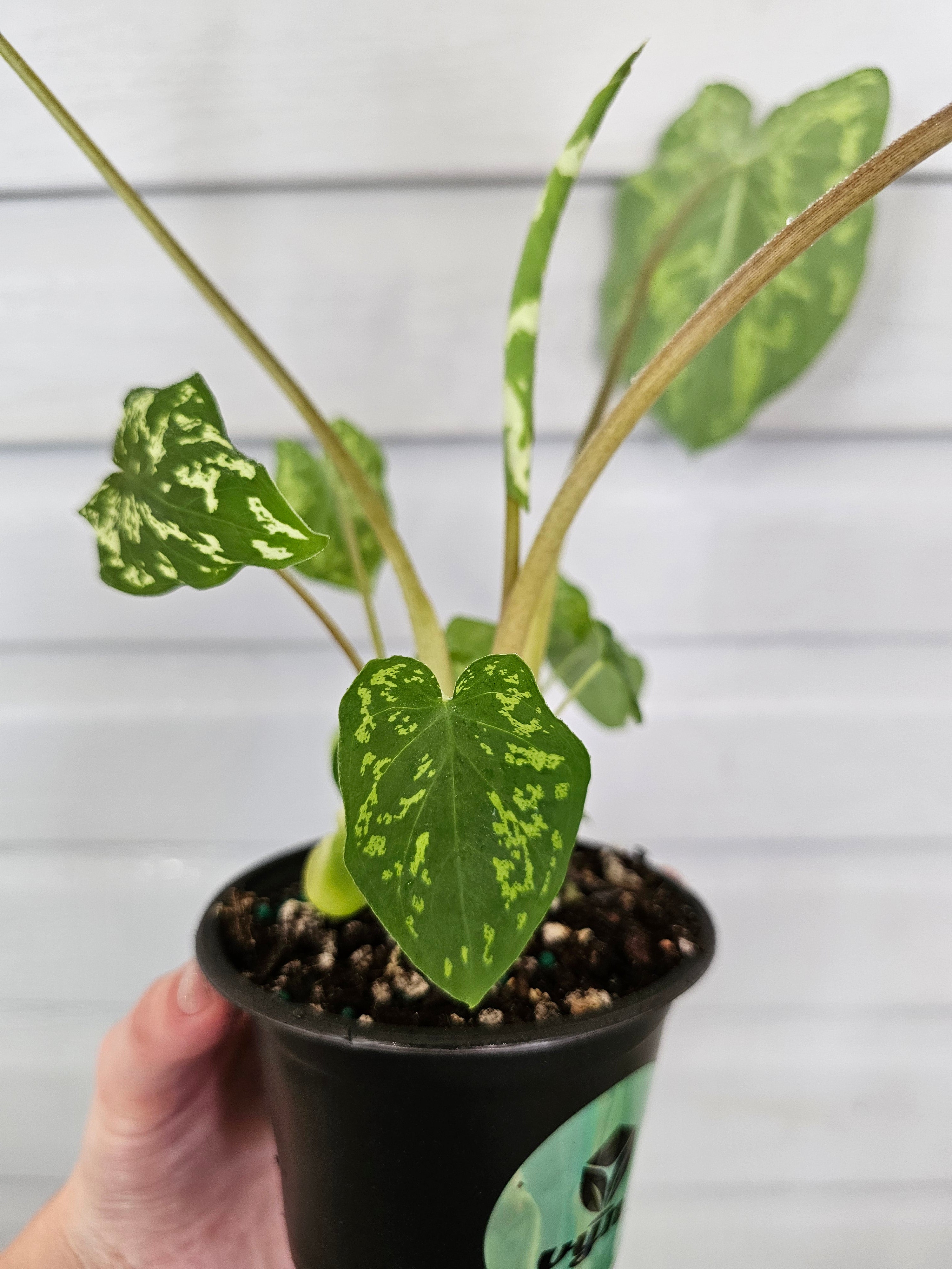 Alocasia Hilo Beauty  image 2