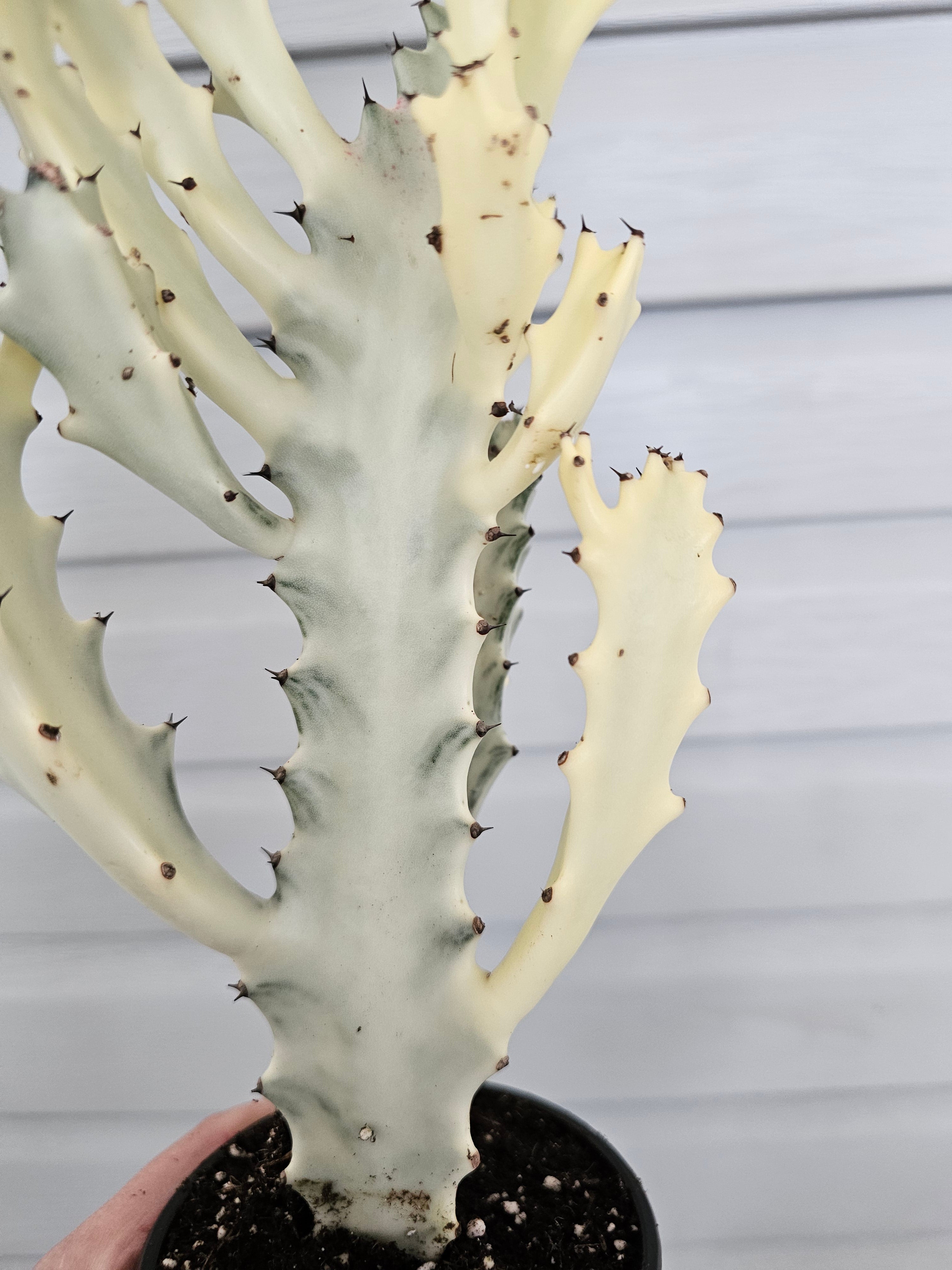 Euphorbia Ghost  image 2