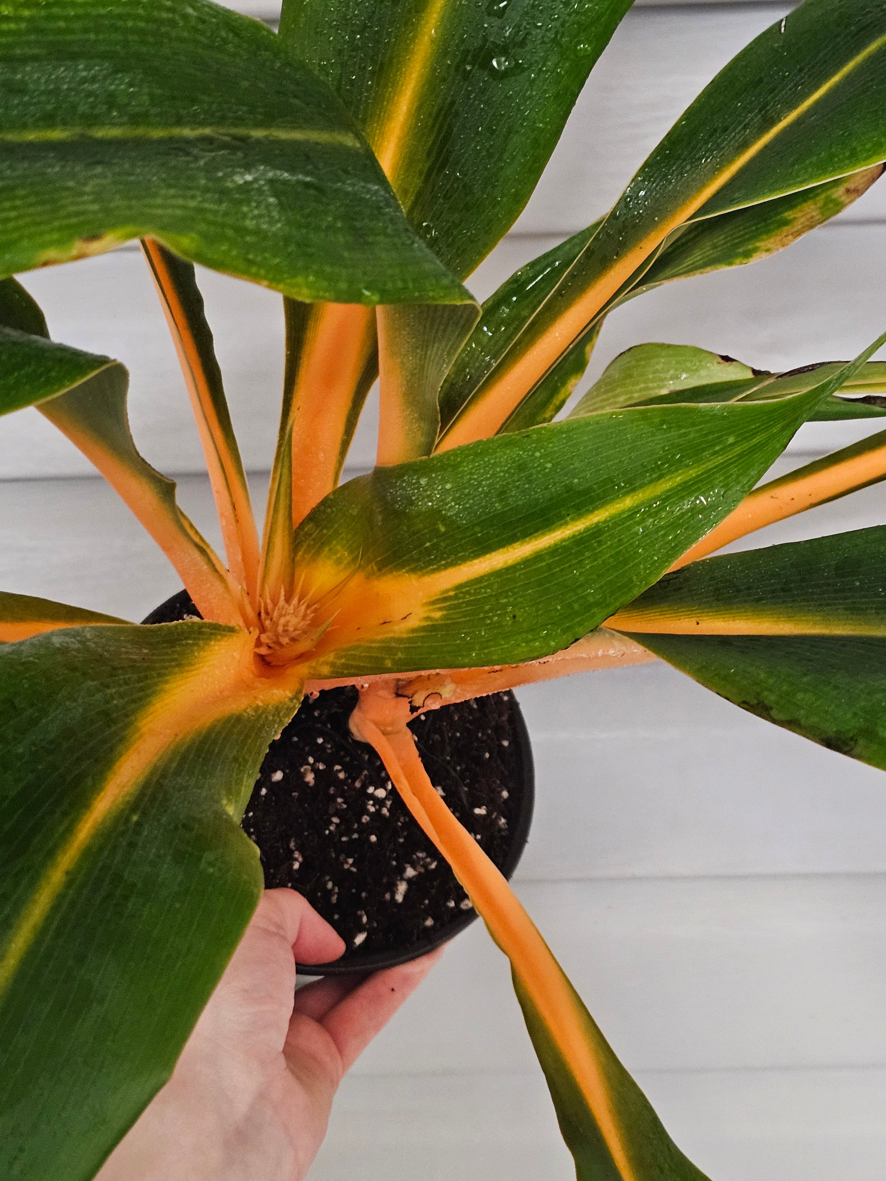 Mandarin Spider Plant - Fire Flash  image 0