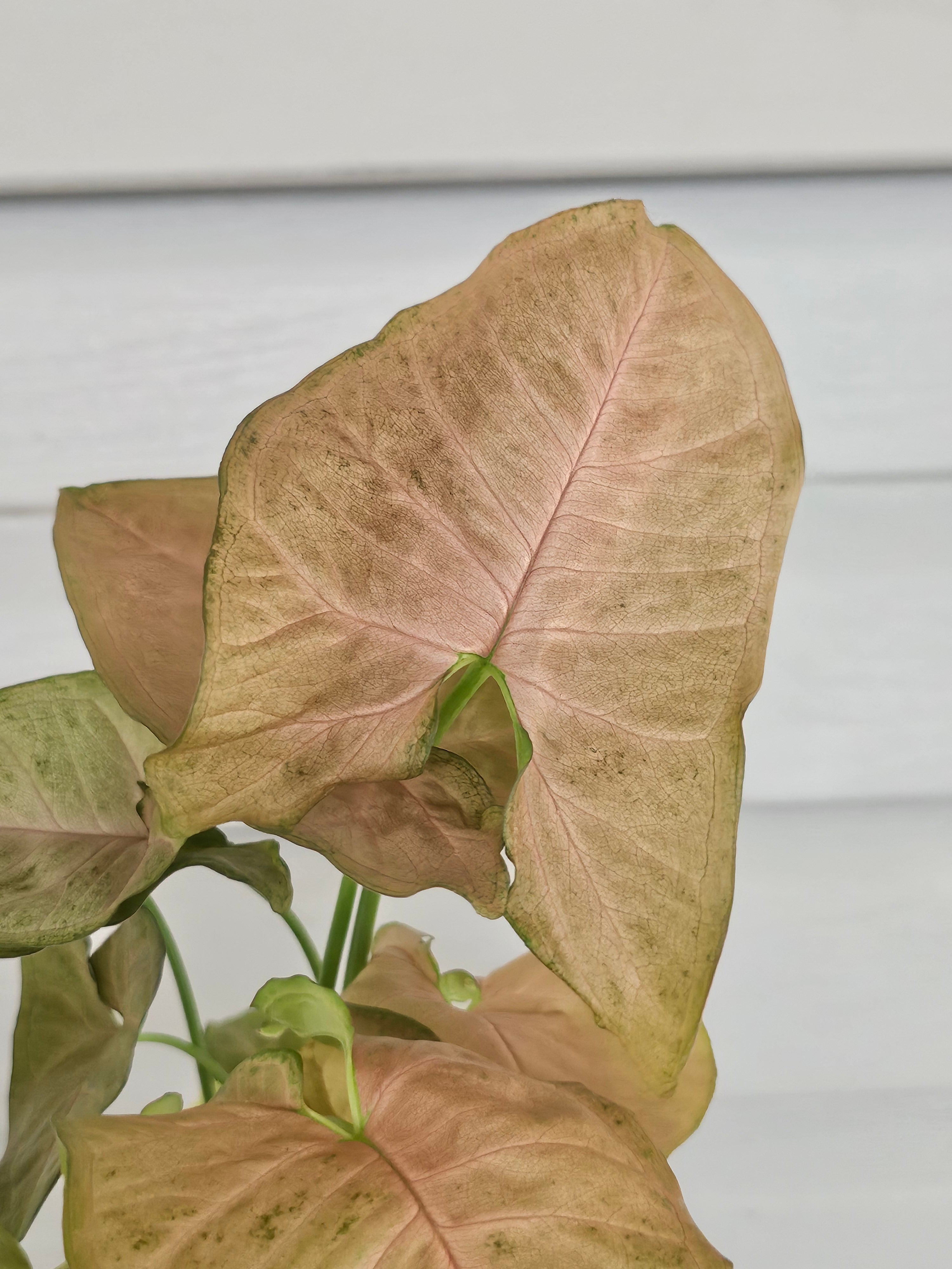  Strawberry Syngonium  image 1