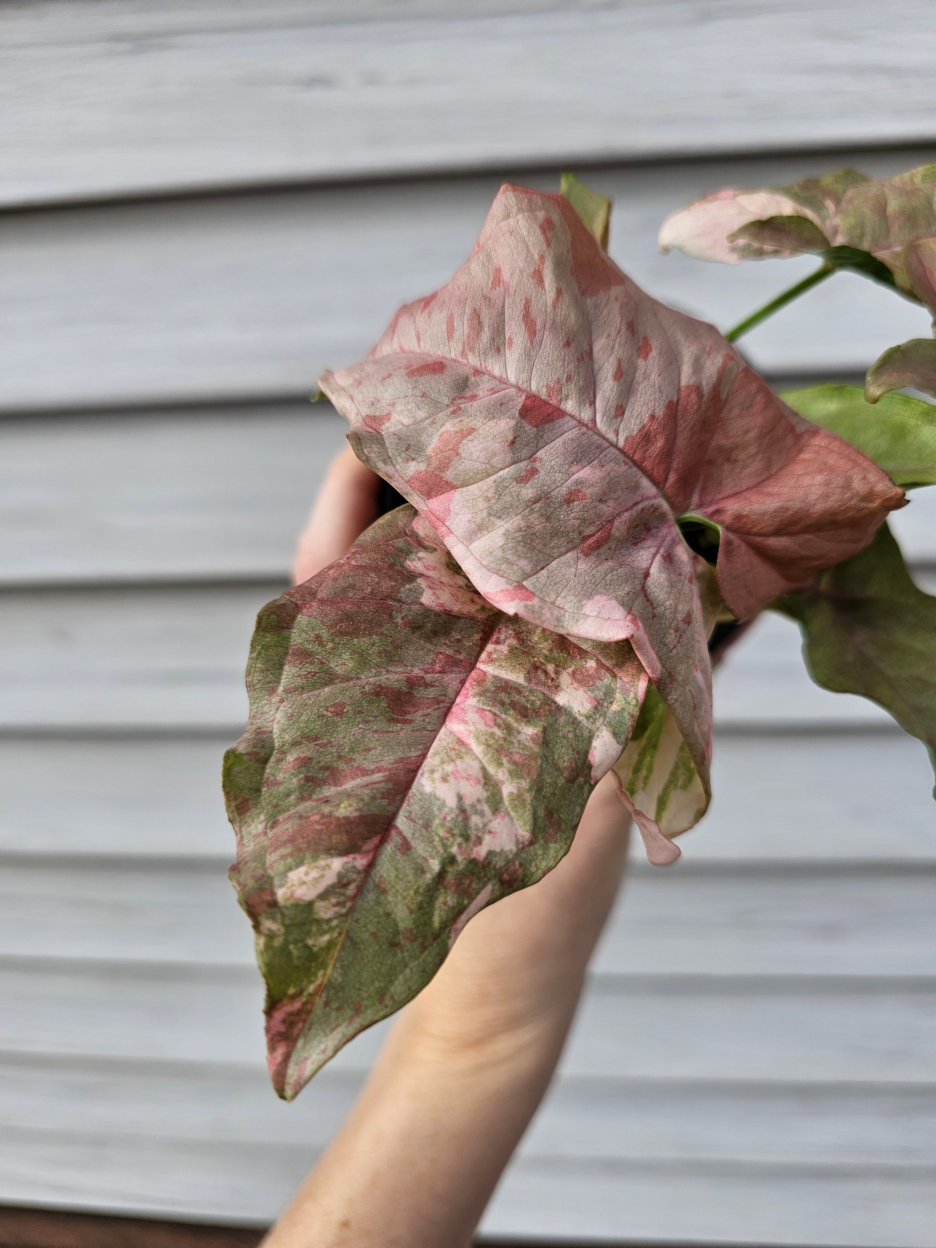 Syngonium Double Pink  image 2