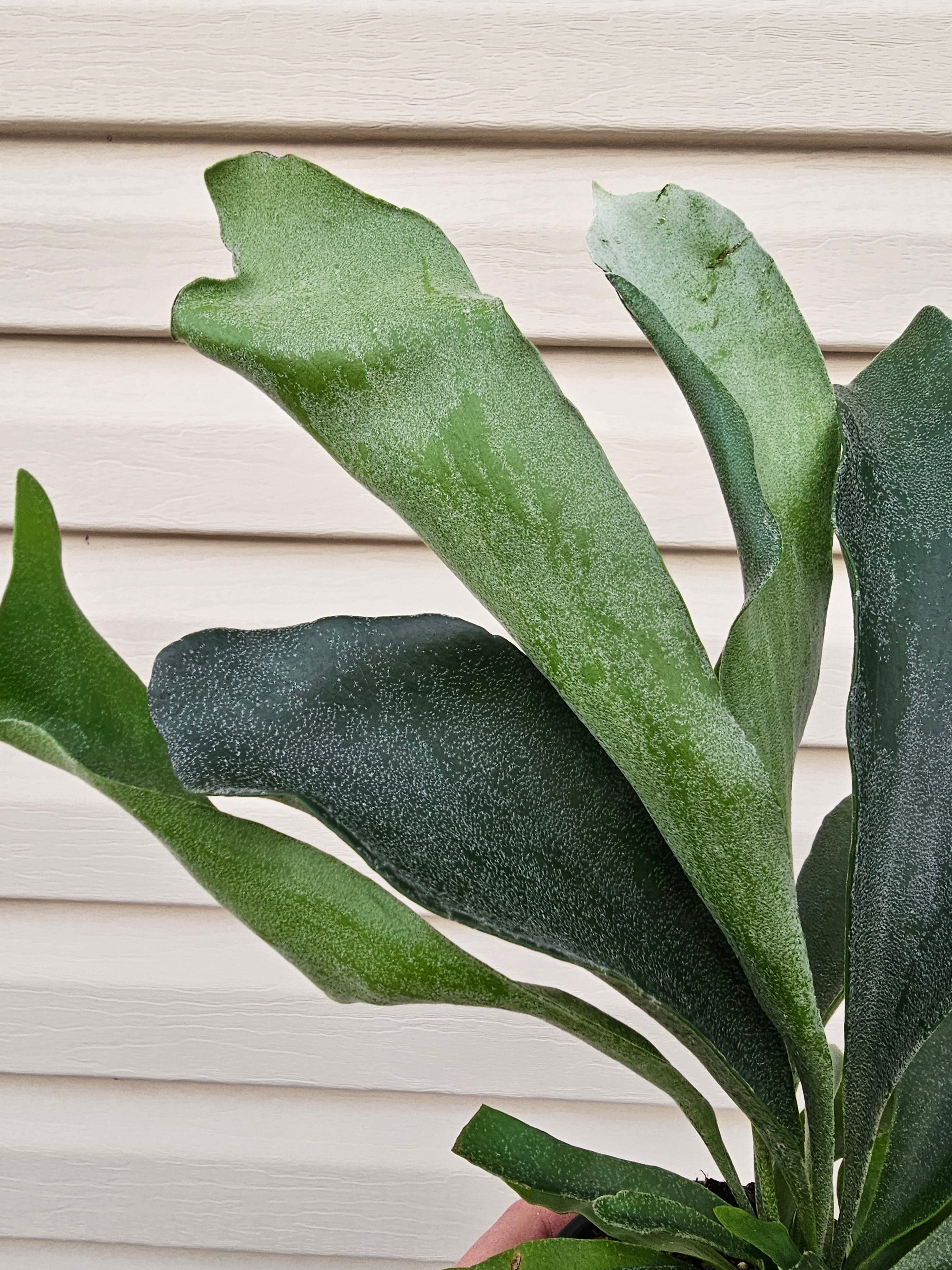 Staghorn Fern image 2