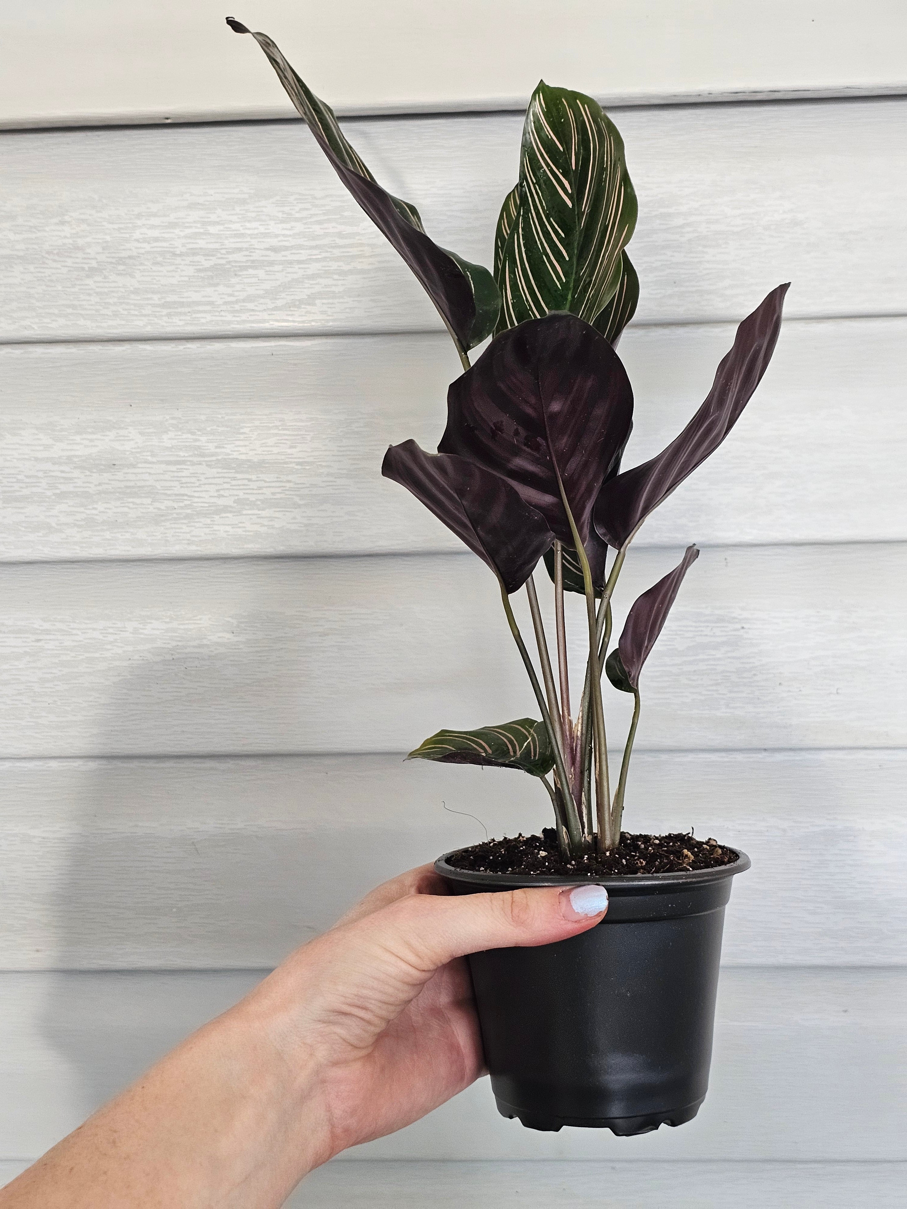 Calathea Ornata  image 2