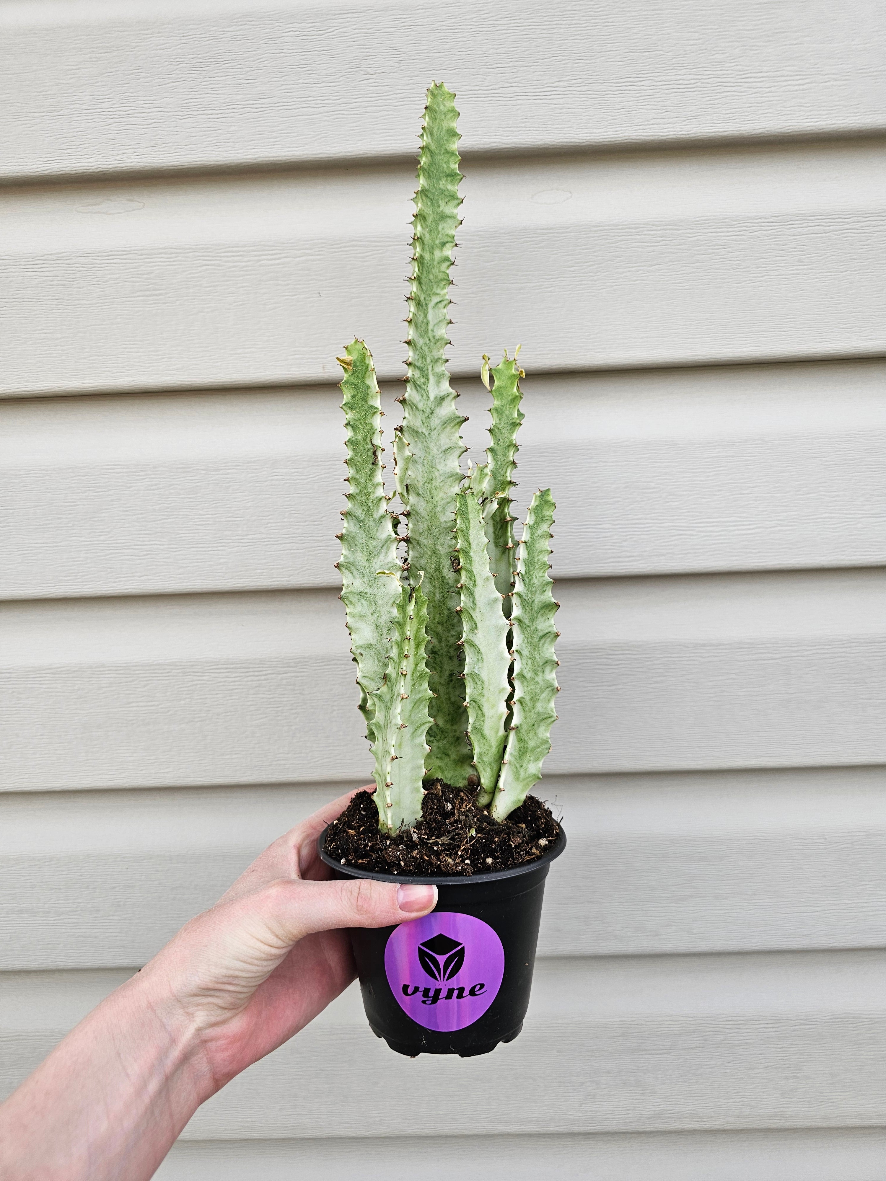 Euphorbia Ghost Adjacent image 4