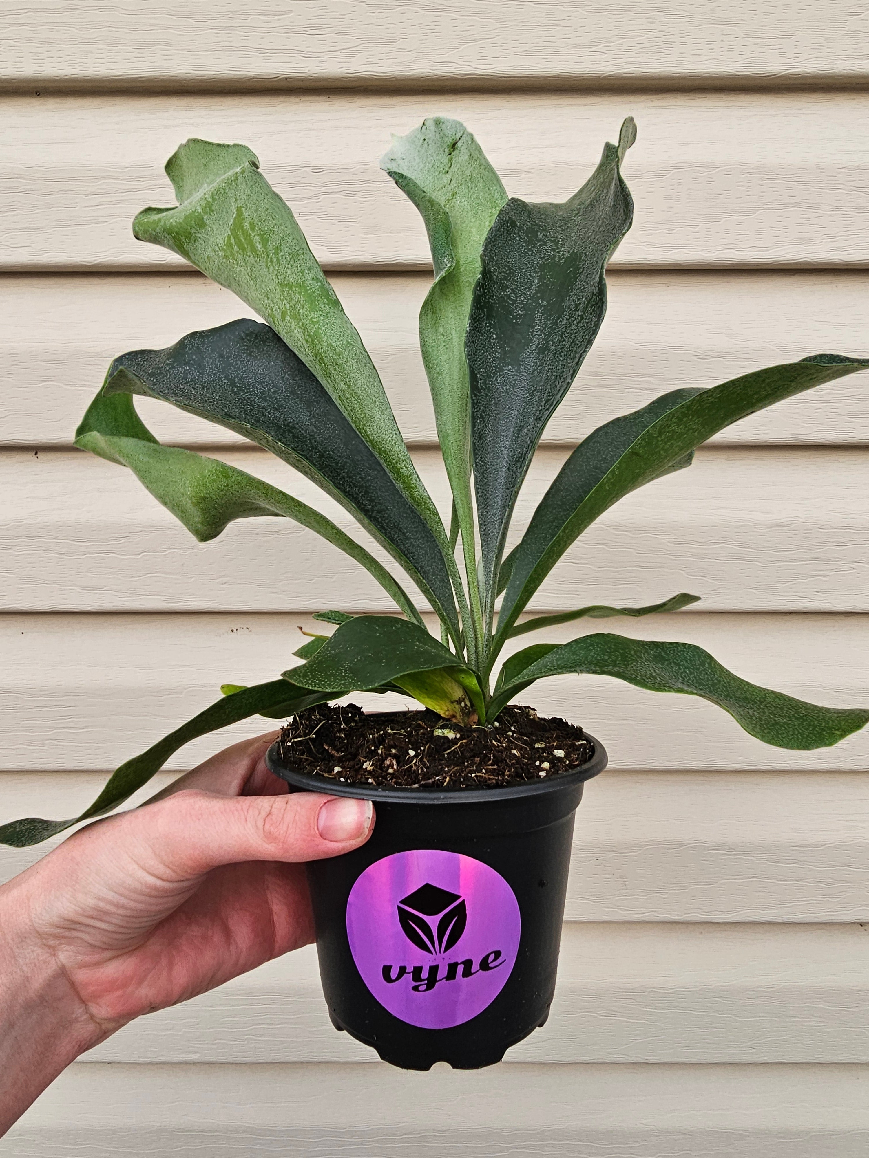 Staghorn Fern image 1