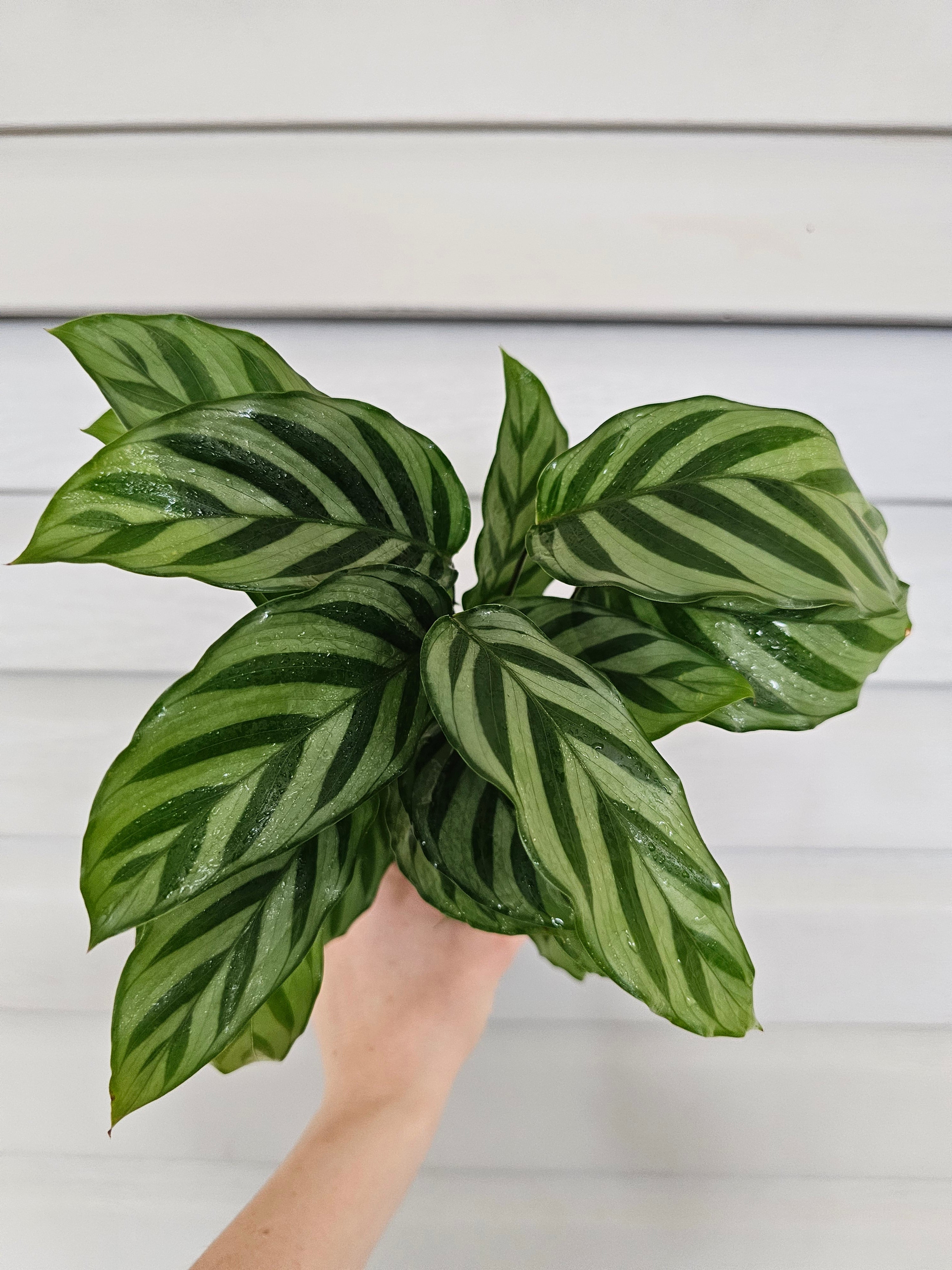 Calathea Freddie  image 0