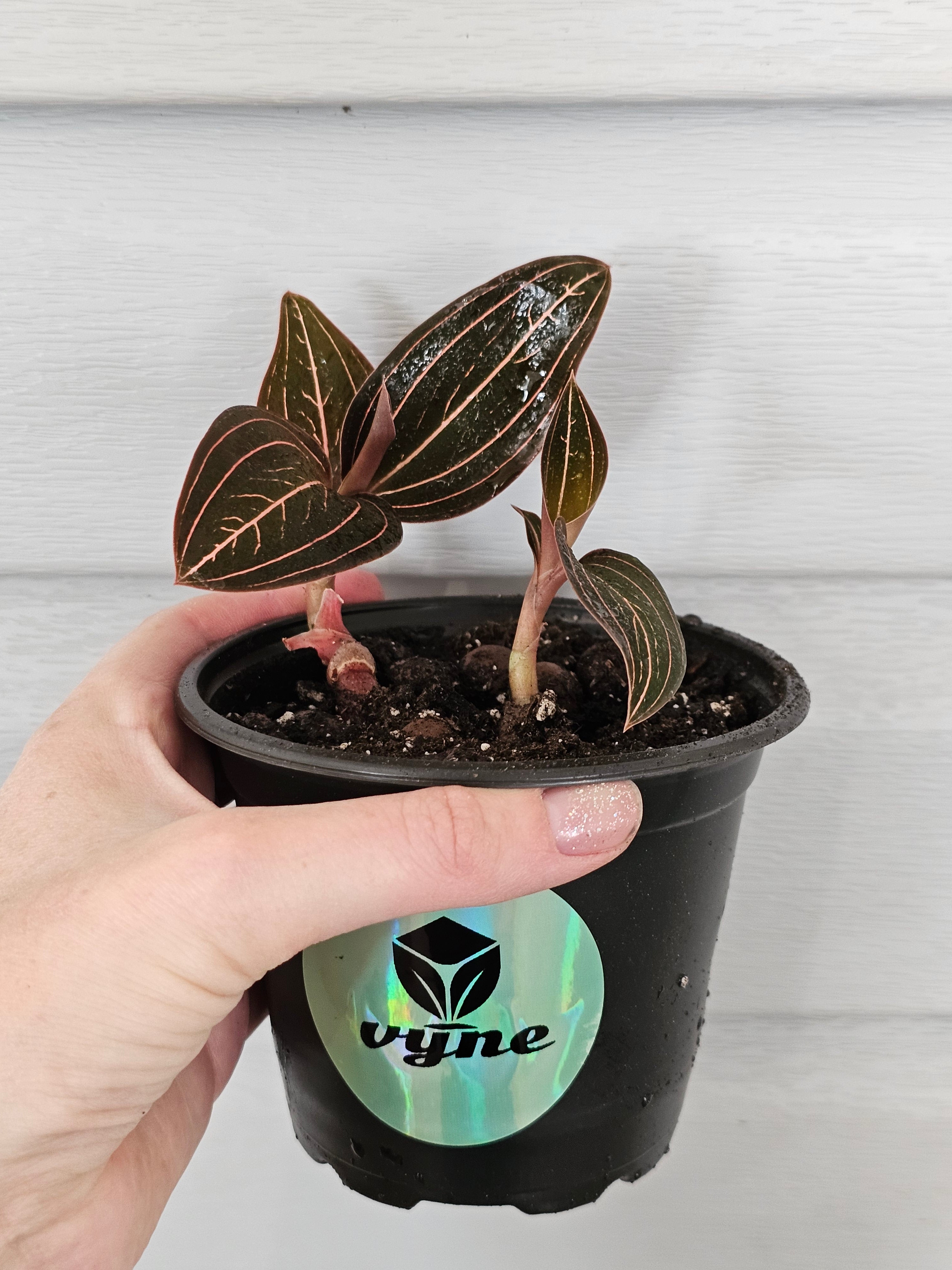 Jewel Orchid ️ image 2