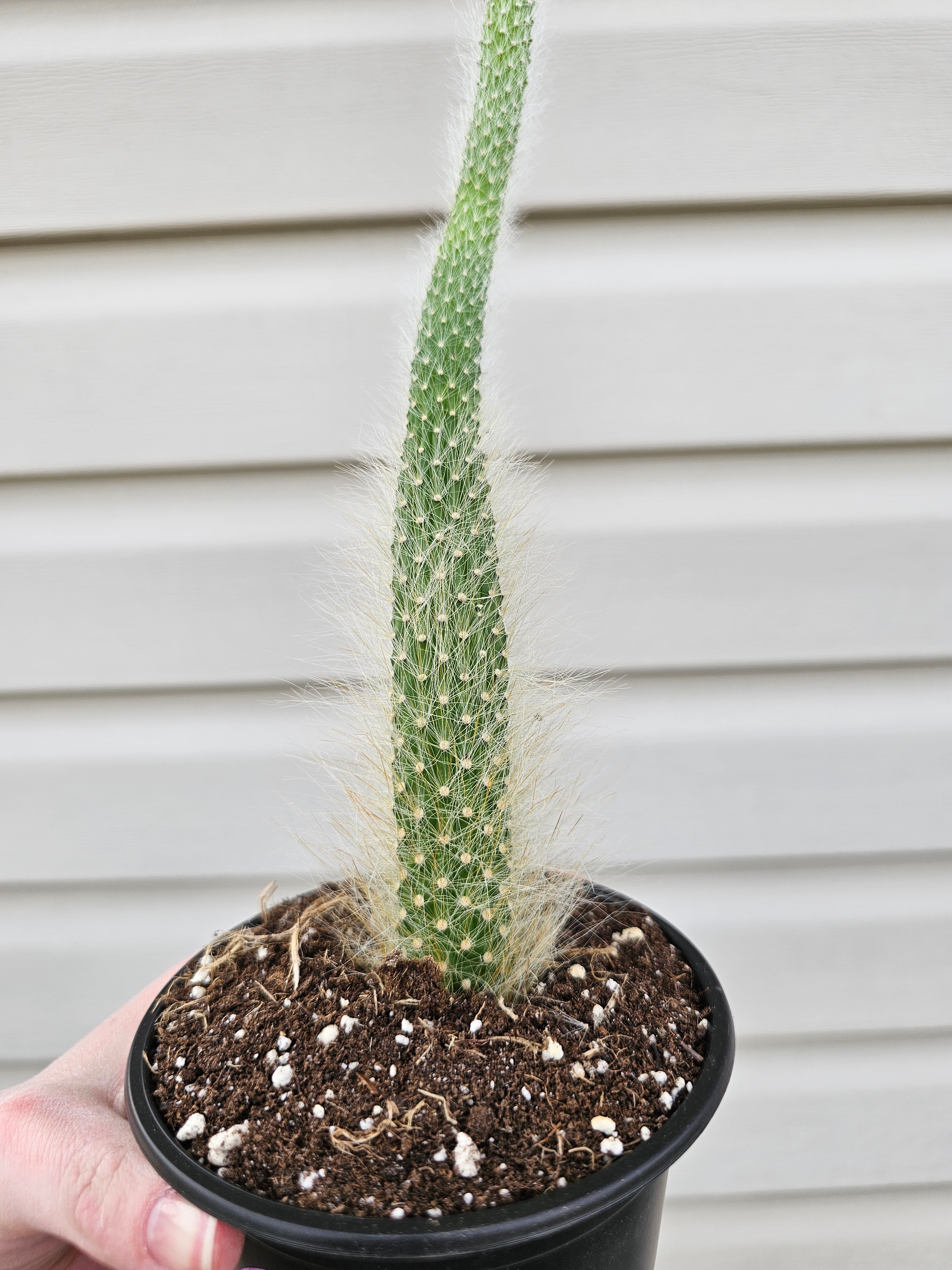 Monkey Tail Cactus image 3
