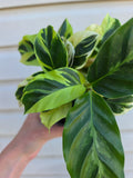Calathea Yellow Fusion
