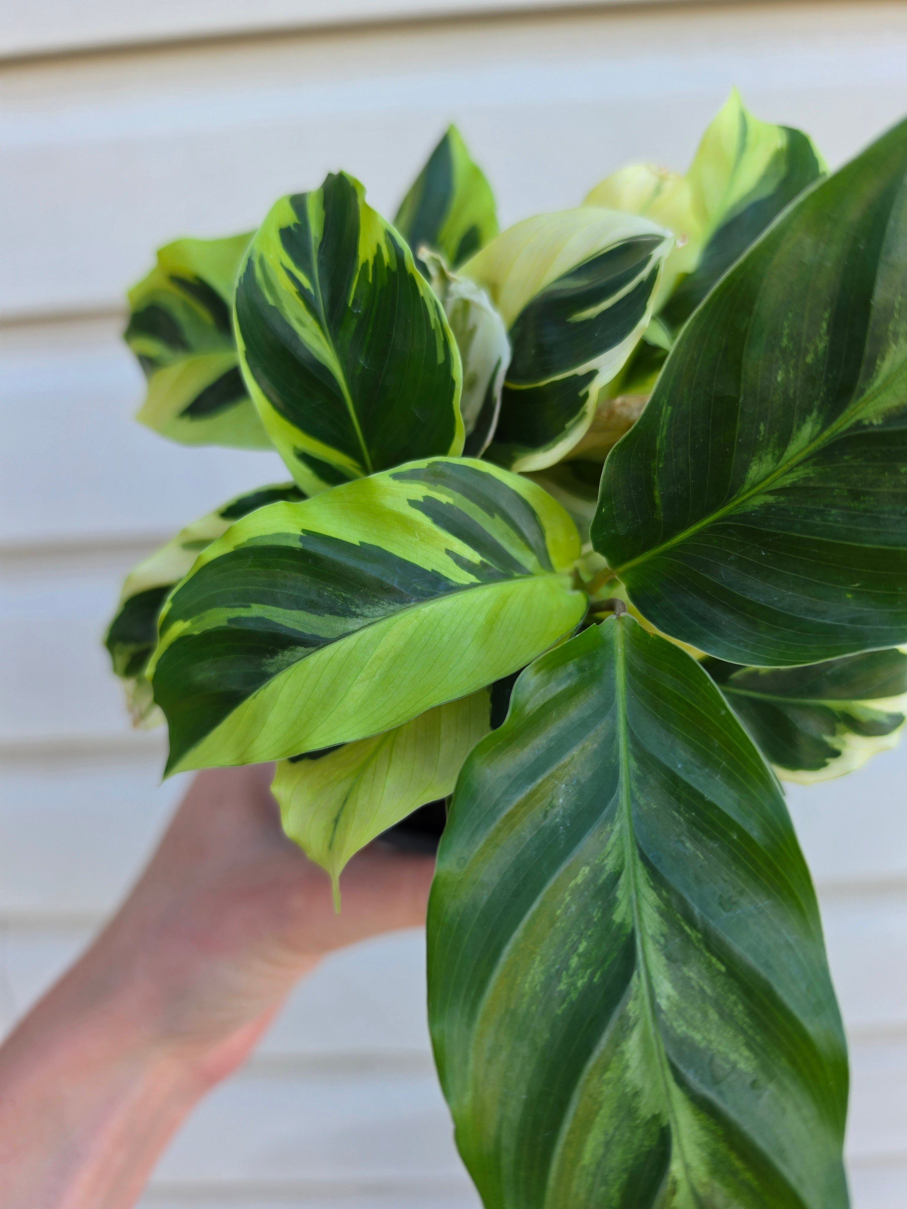 Calathea Yellow Fusion
