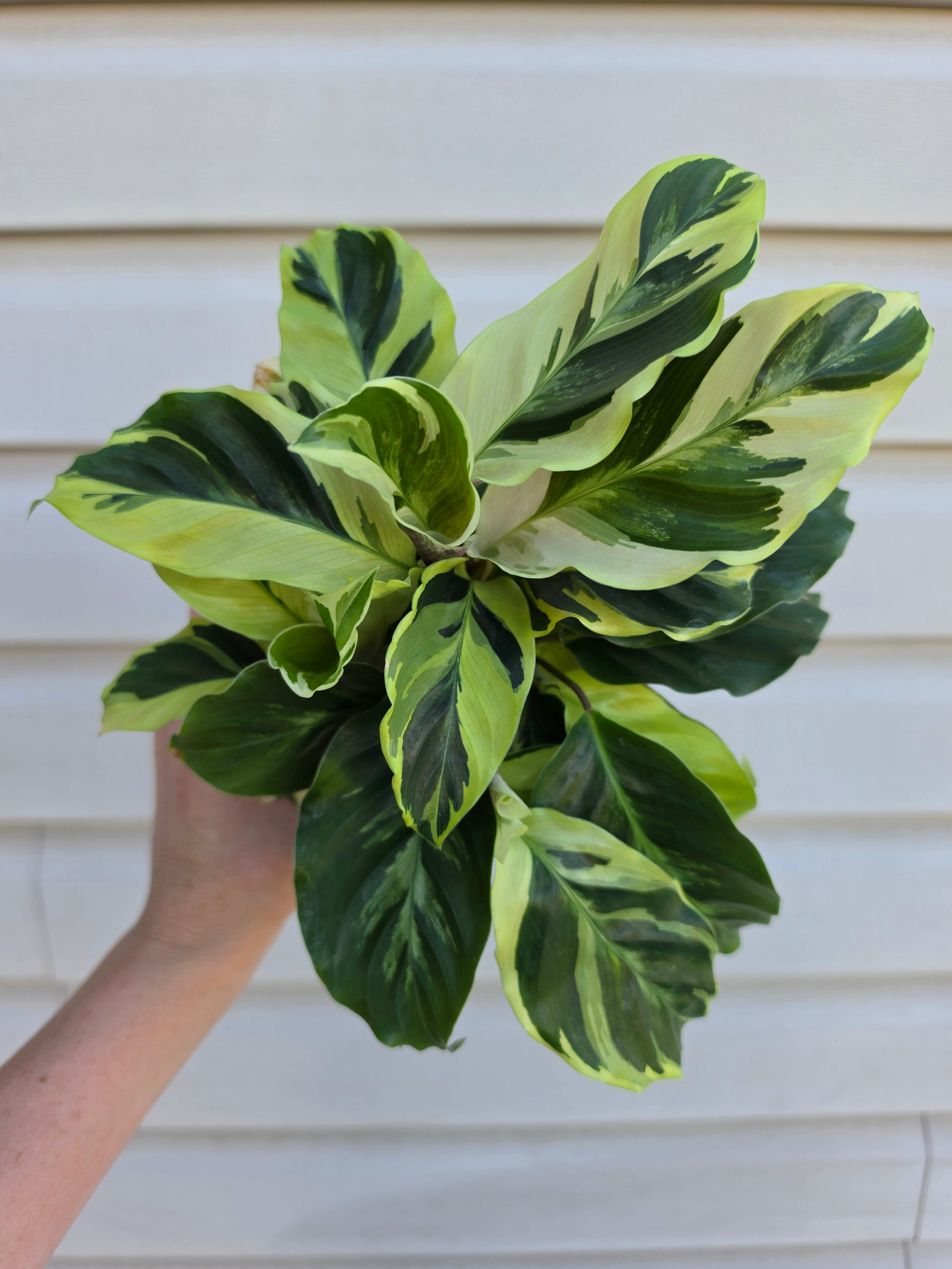 Calathea Yellow Fusion