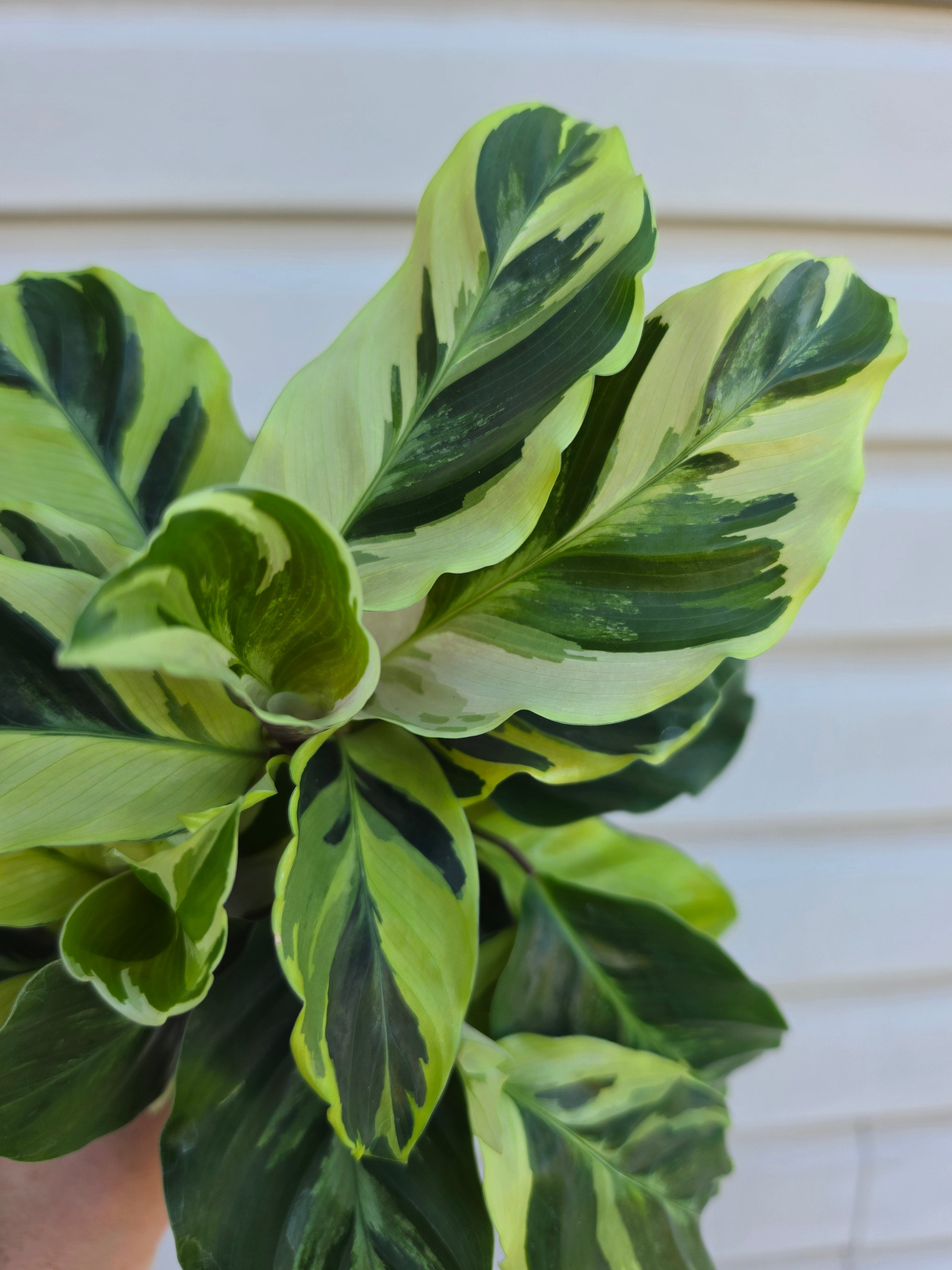 Calathea Yellow Fusion