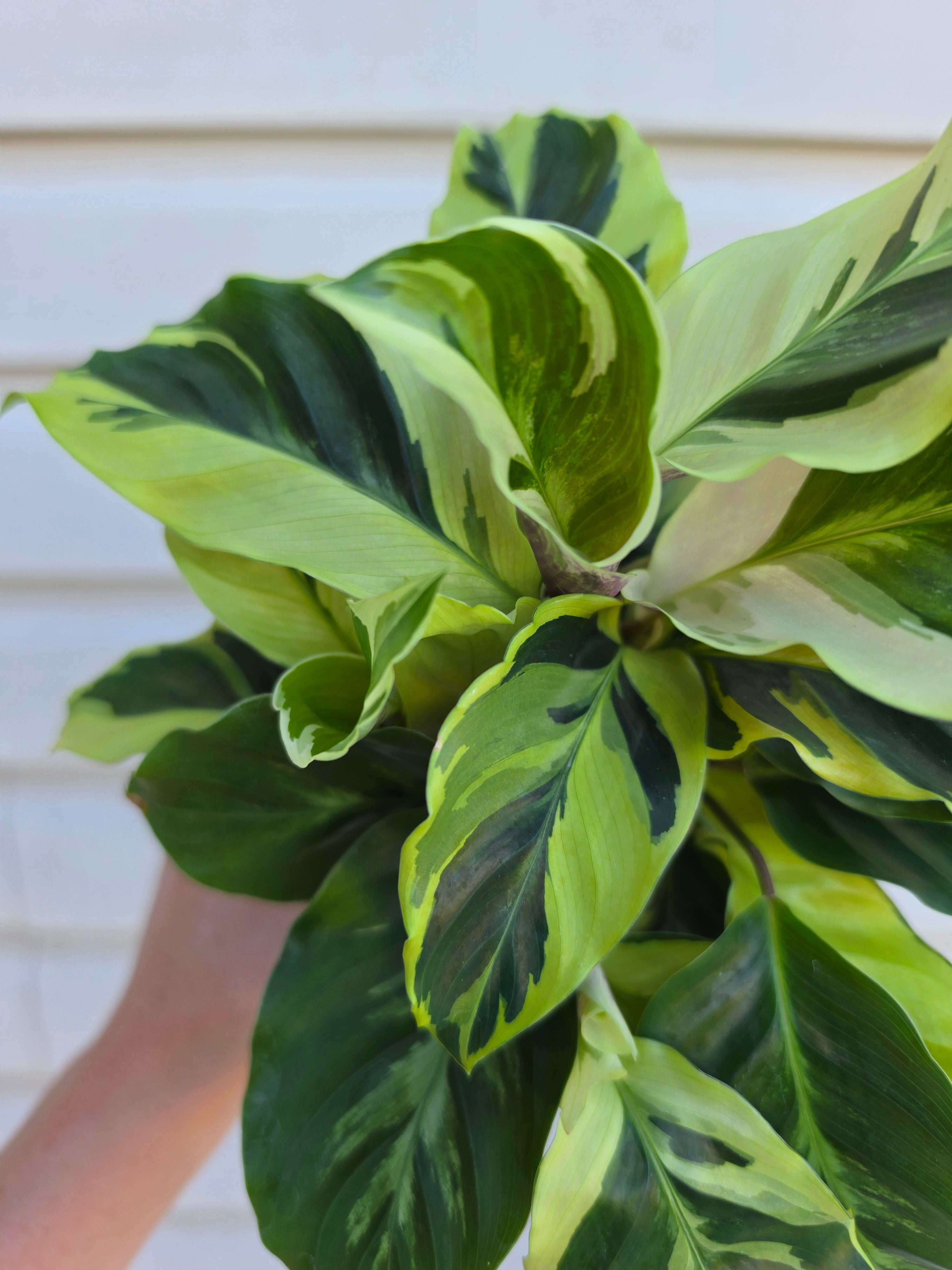 Calathea Yellow Fusion