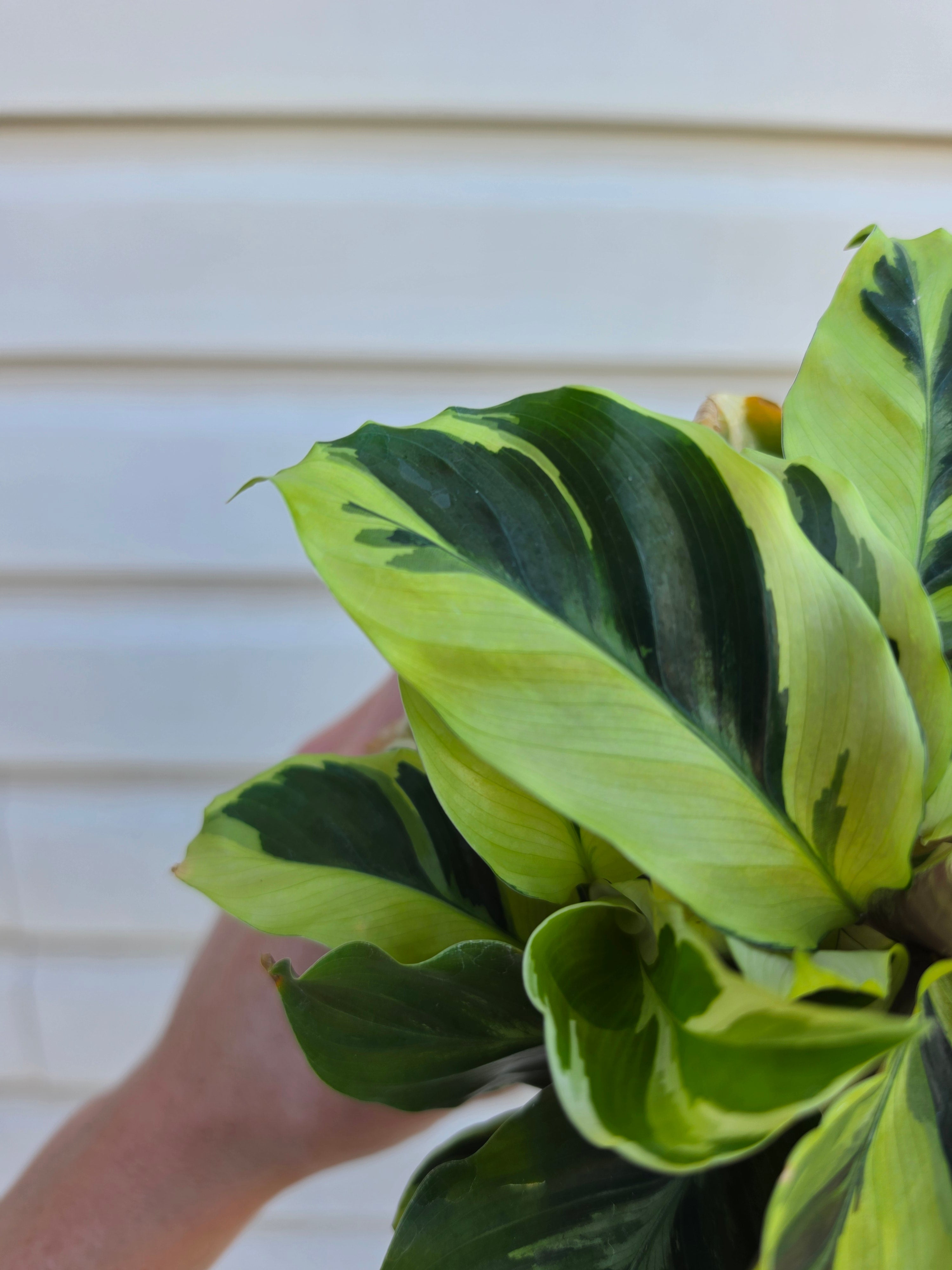 Calathea Yellow Fusion