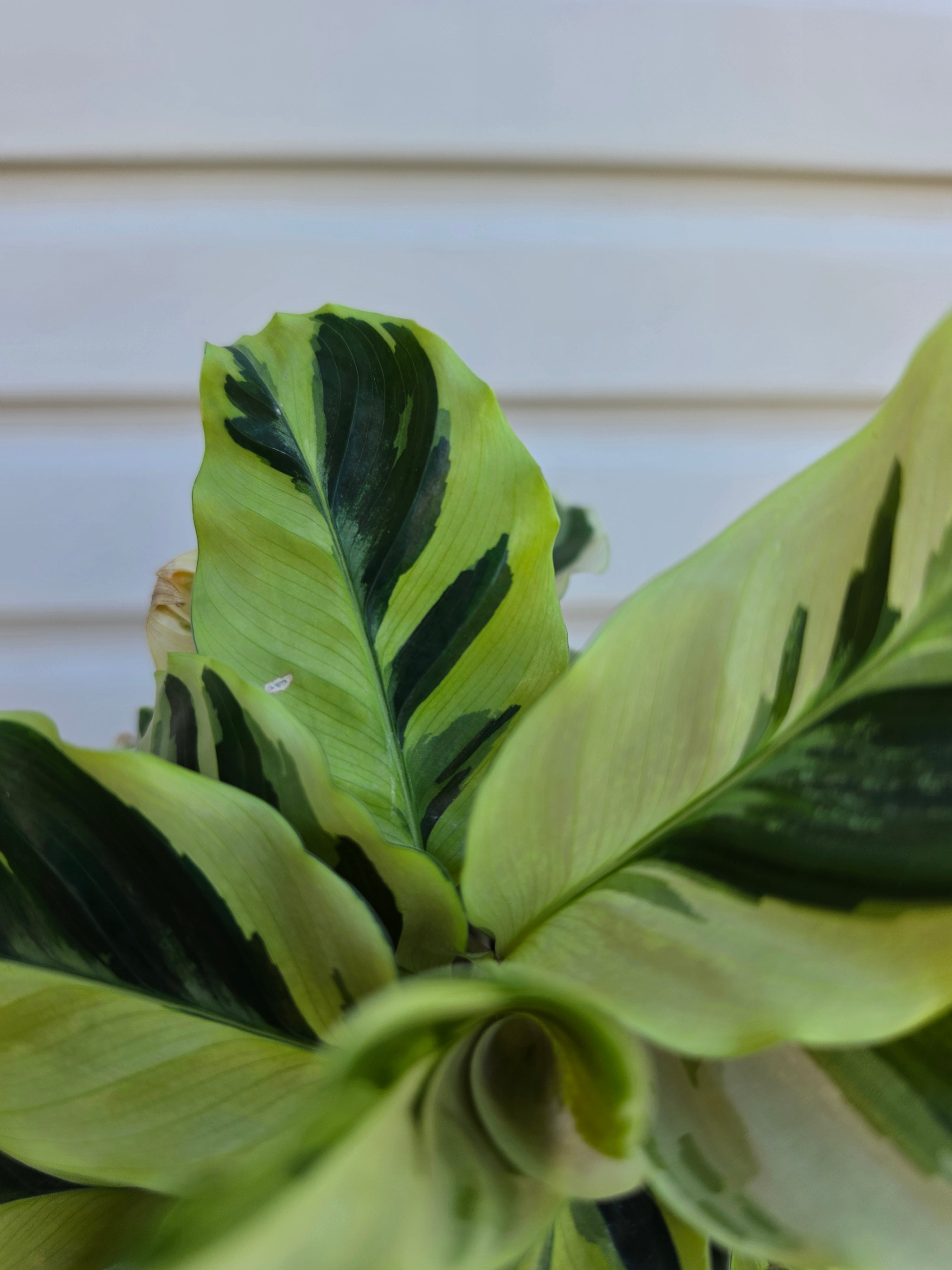 Calathea Yellow Fusion