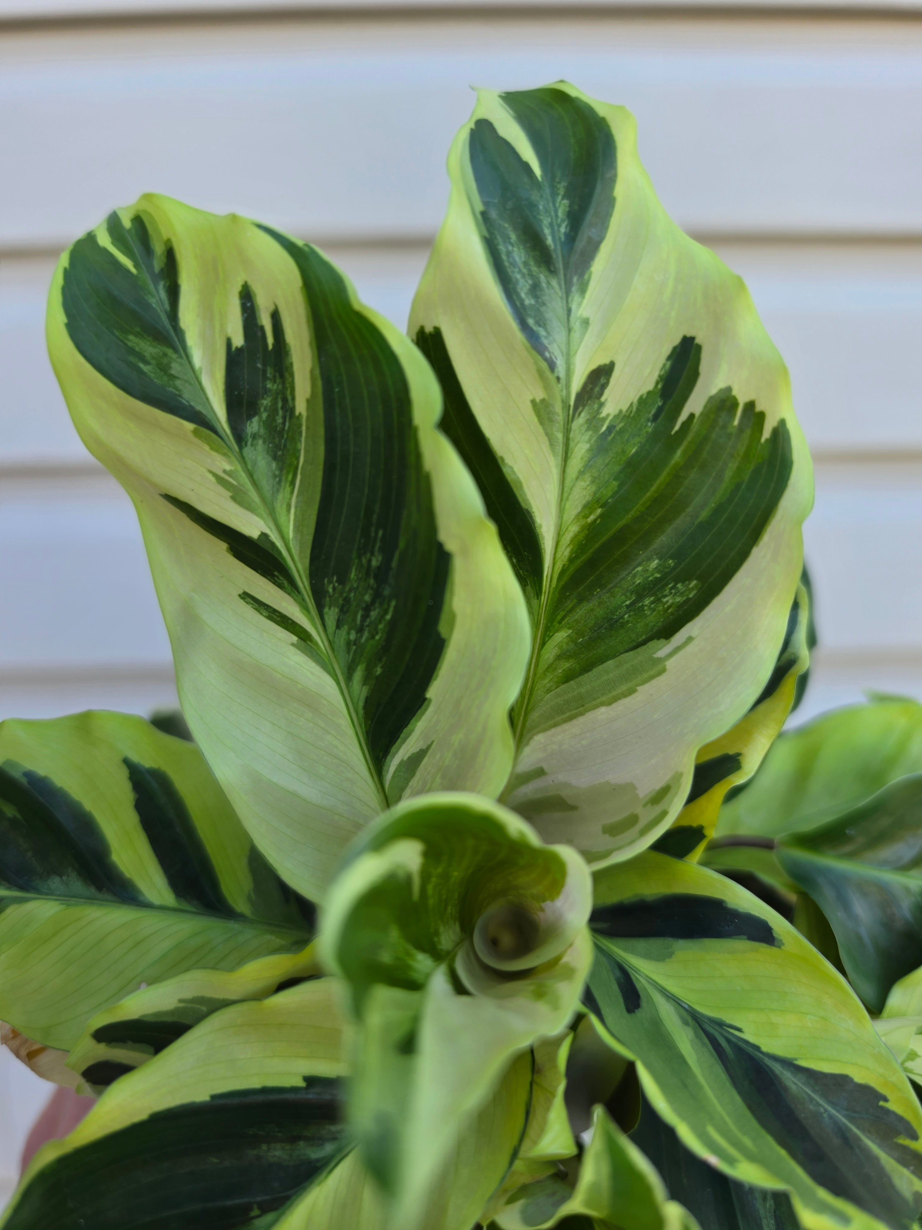 Calathea Yellow Fusion