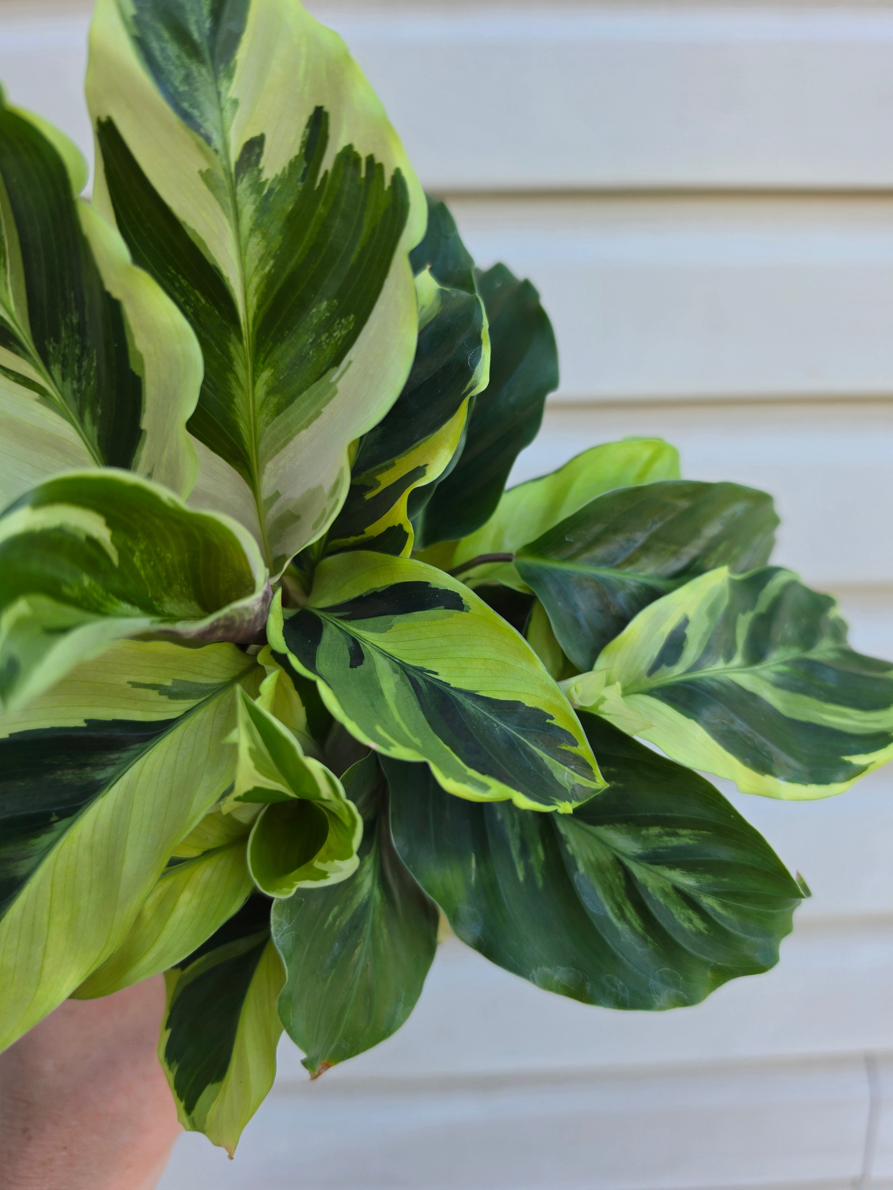 Calathea Yellow Fusion