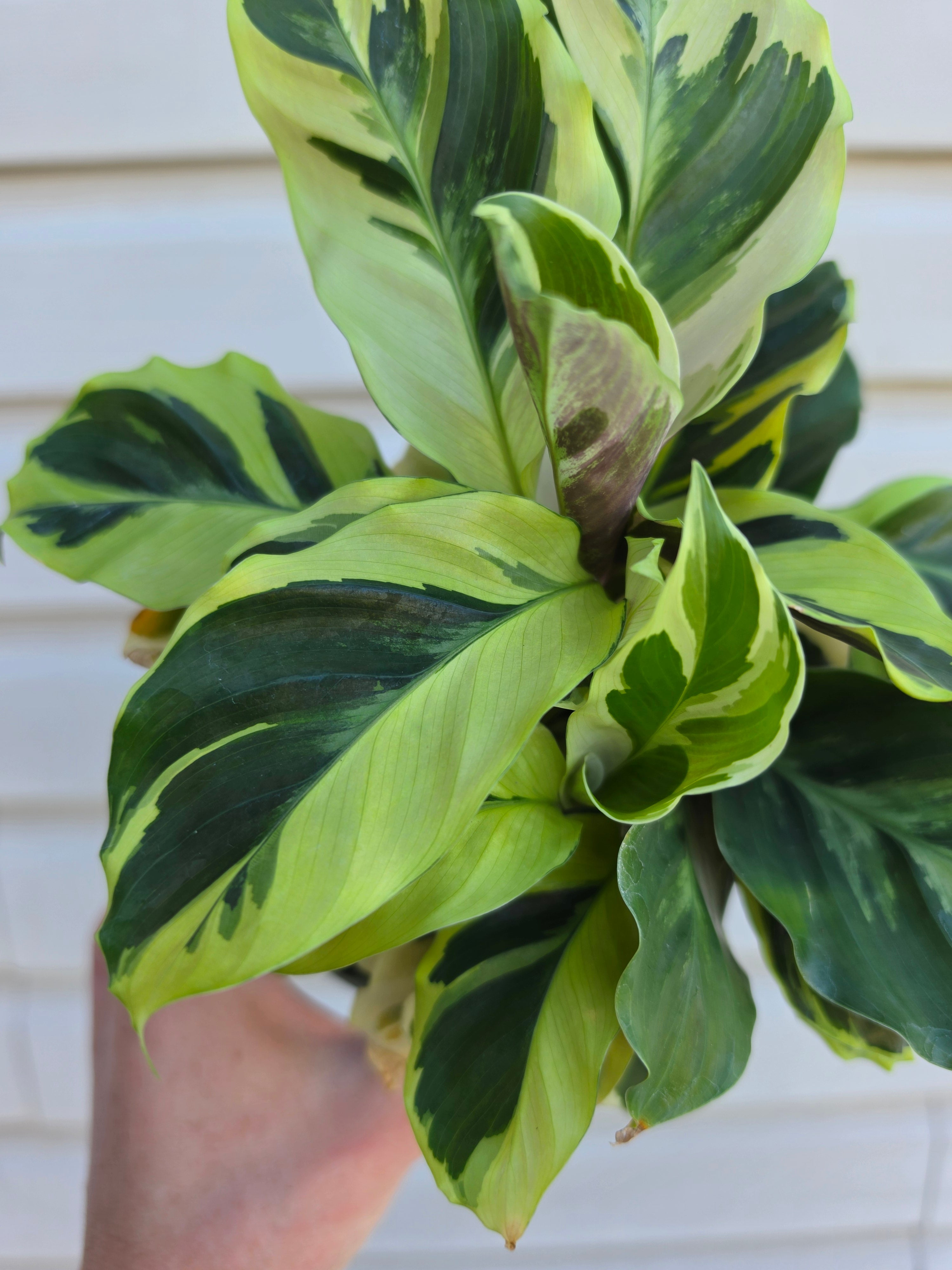 Calathea Yellow Fusion