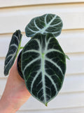 Alocasia Ninja
