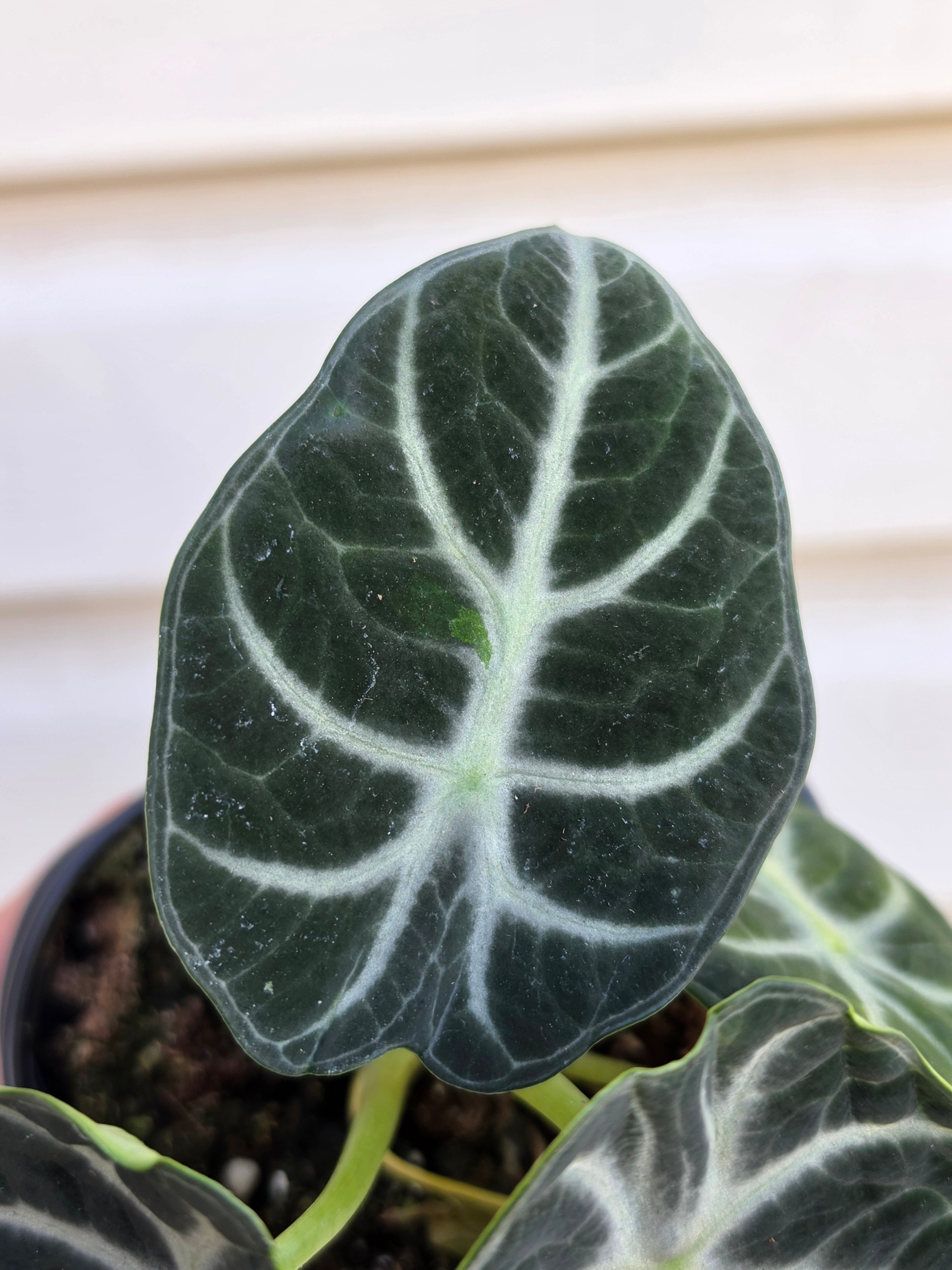 Alocasia Ninja