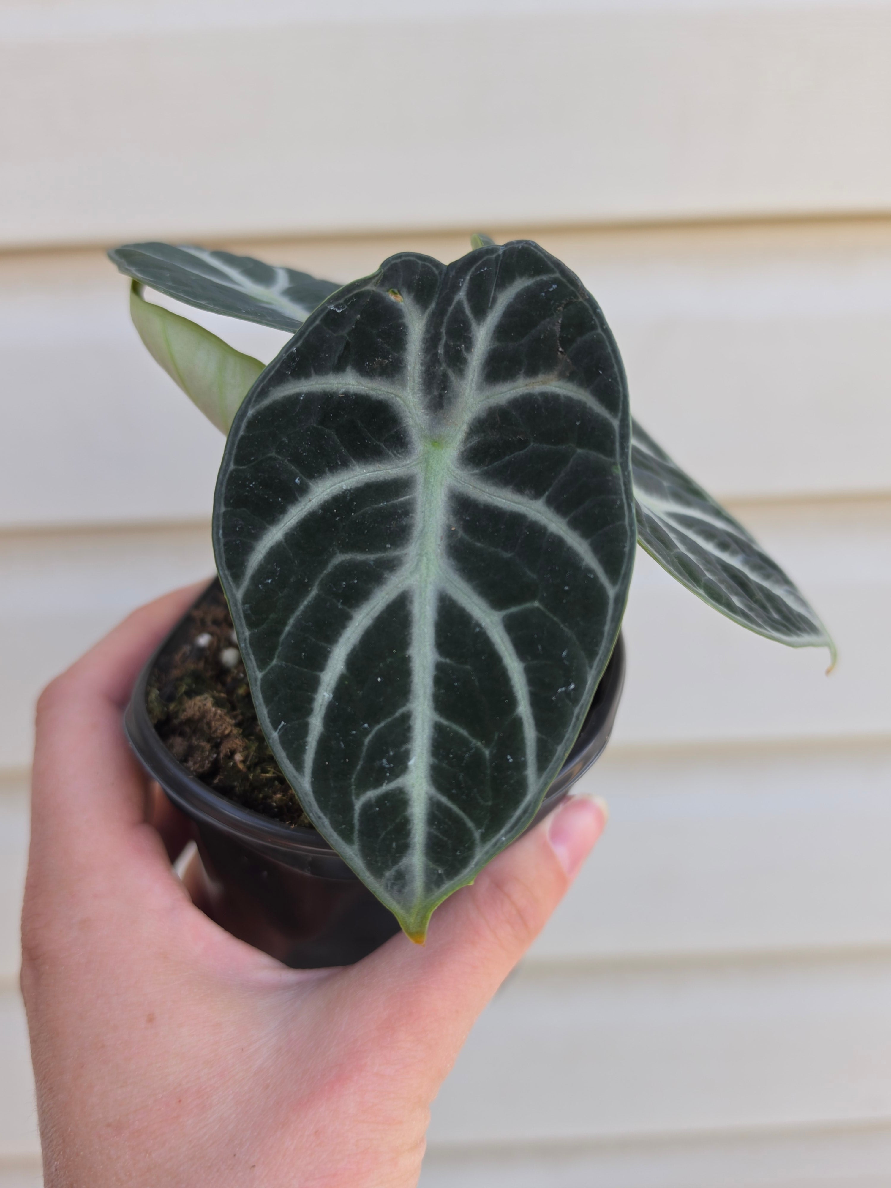 Alocasia Ninja