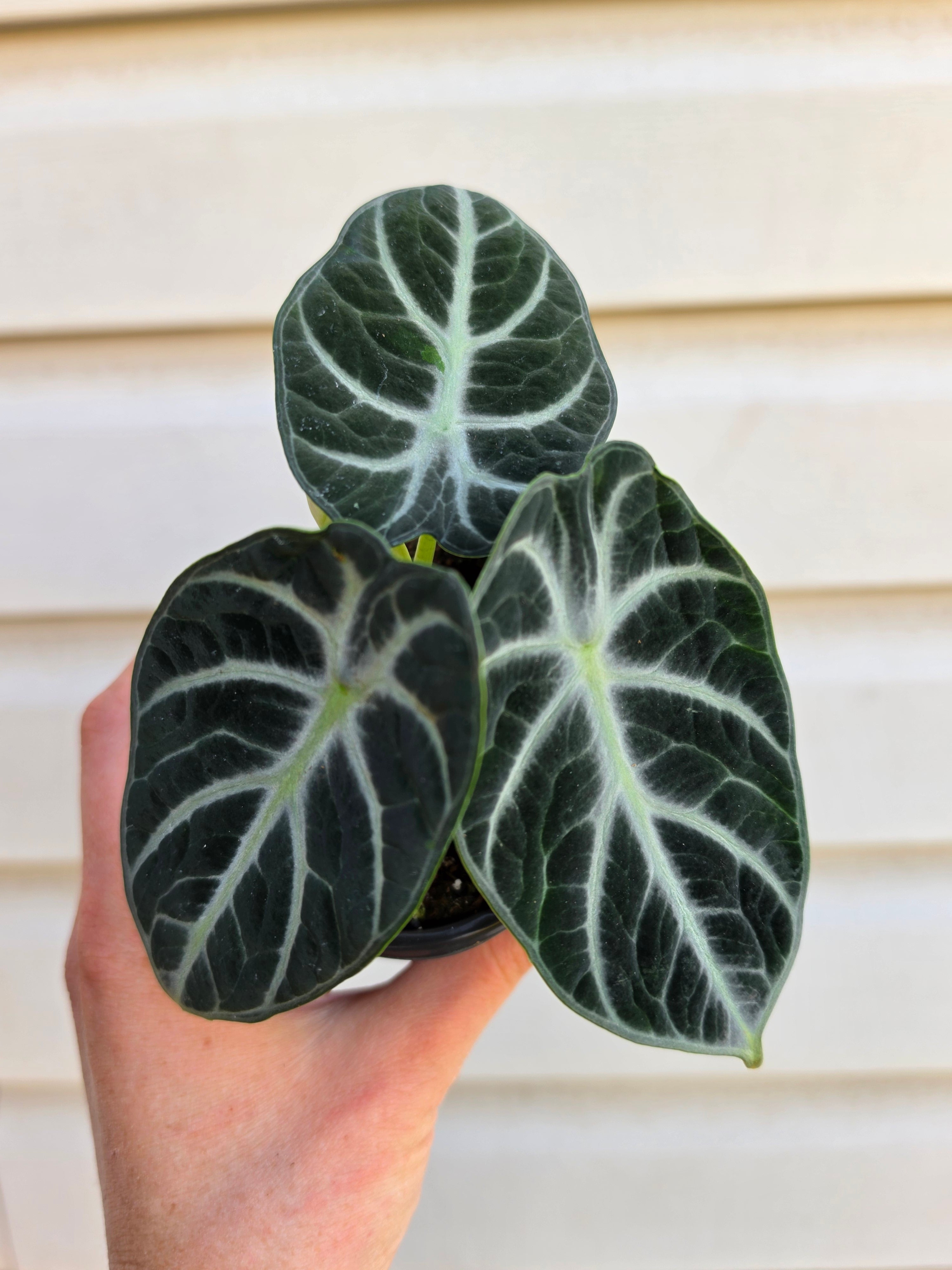 Alocasia Ninja