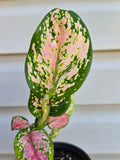 Aglaonema Diamond Red