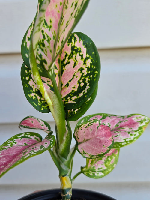Aglaonema Diamond Red